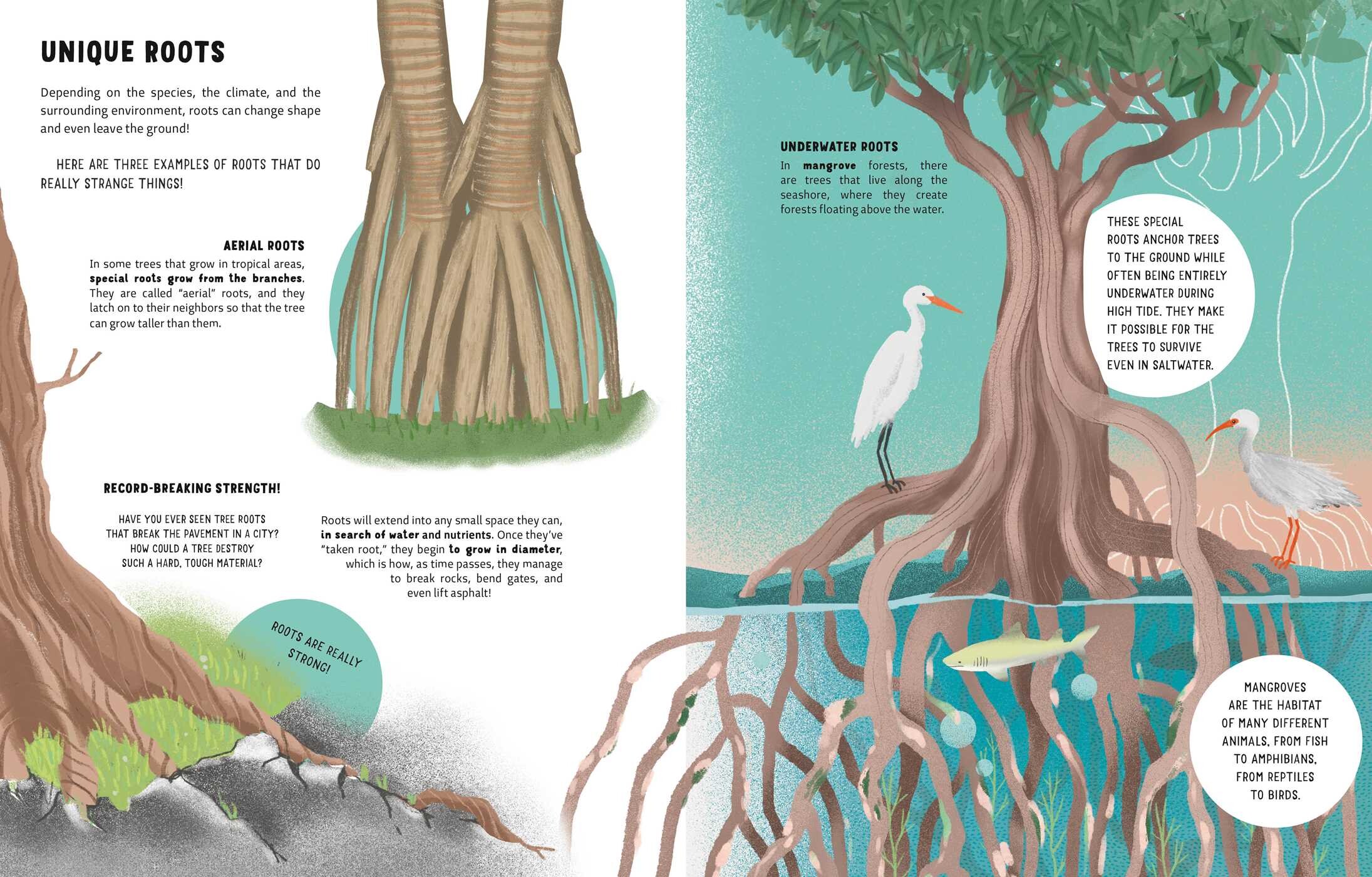 Secrets of Trees