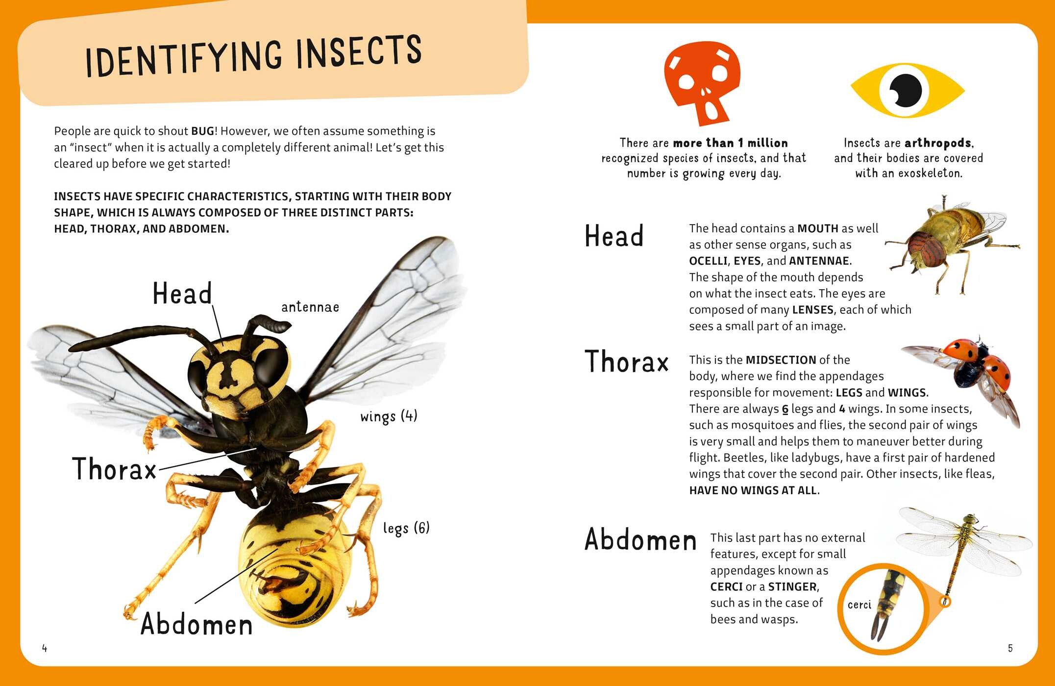 Weirdest Bugs