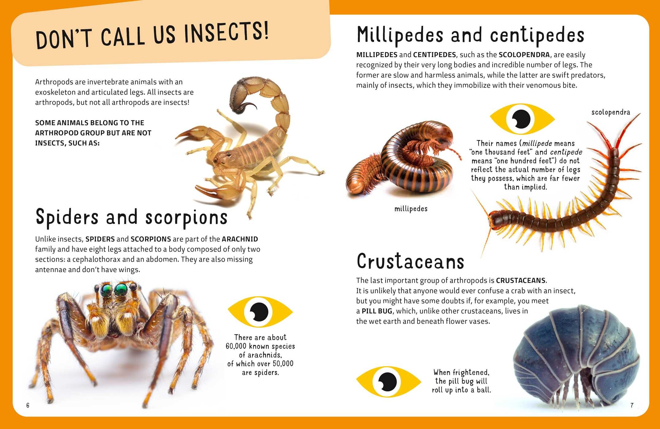 Weirdest Bugs