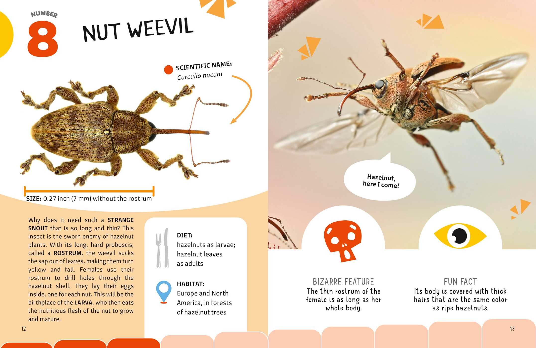 Weirdest Bugs