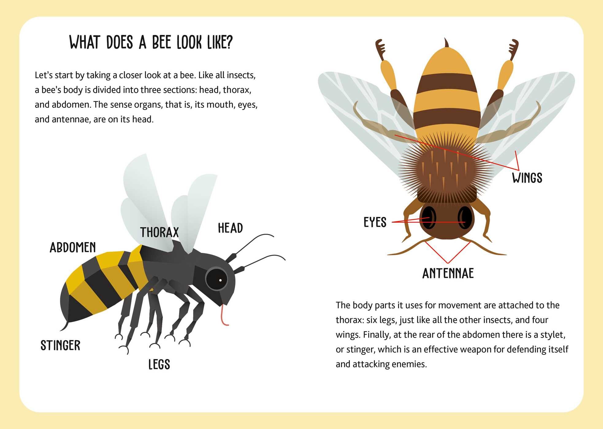 Eco Play: Bees