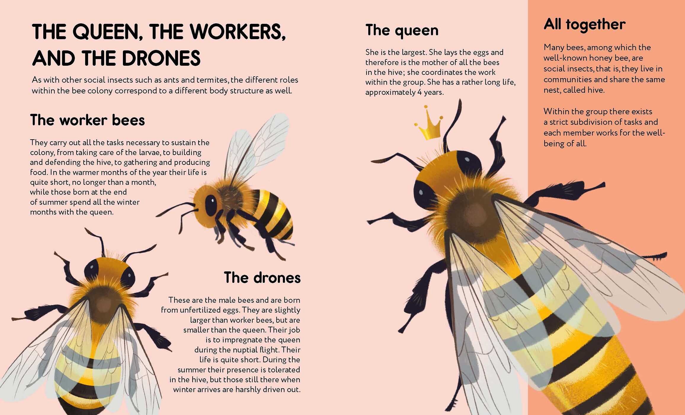 Small Steps, Big Discoveries: Bees