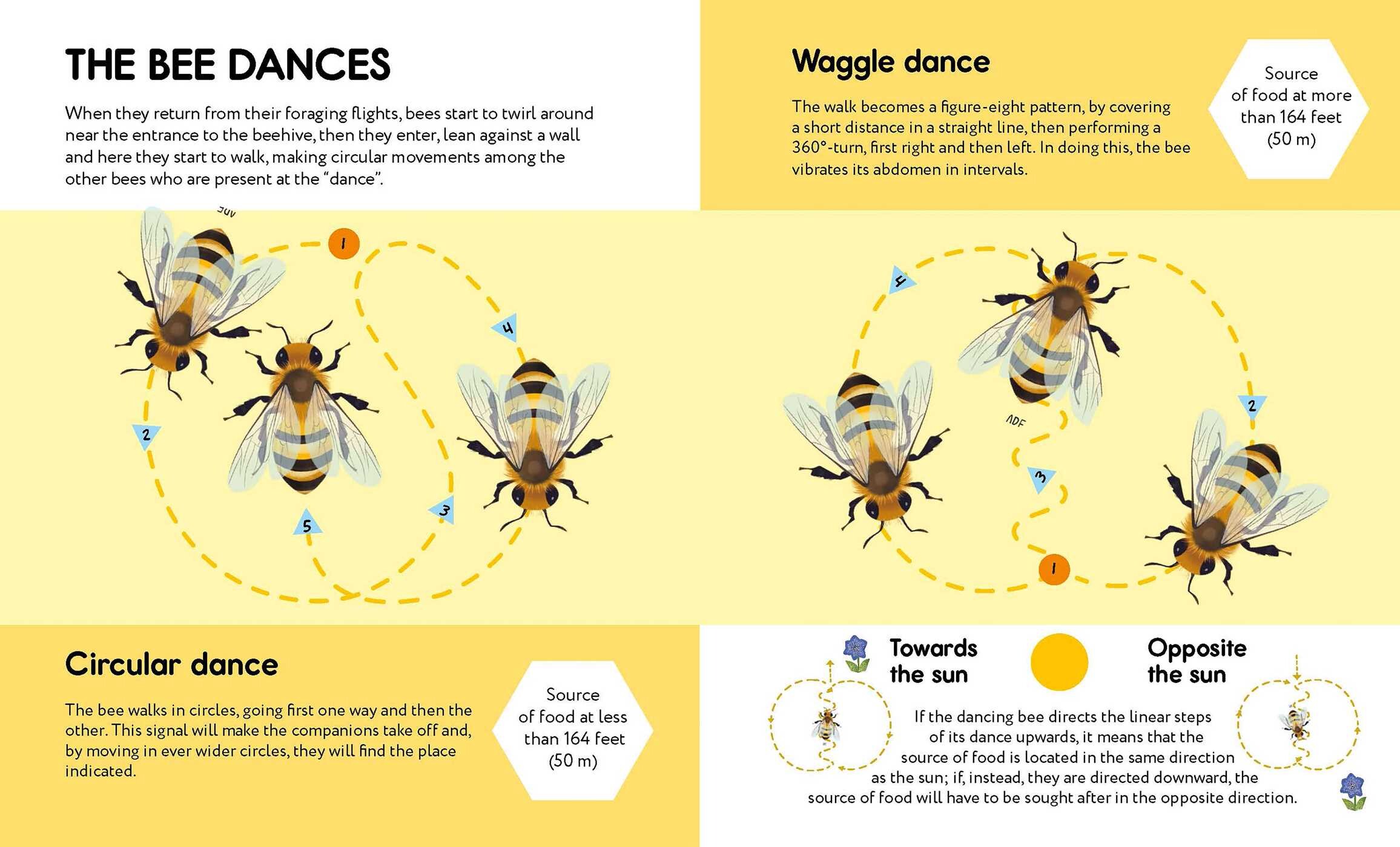 Small Steps, Big Discoveries: Bees