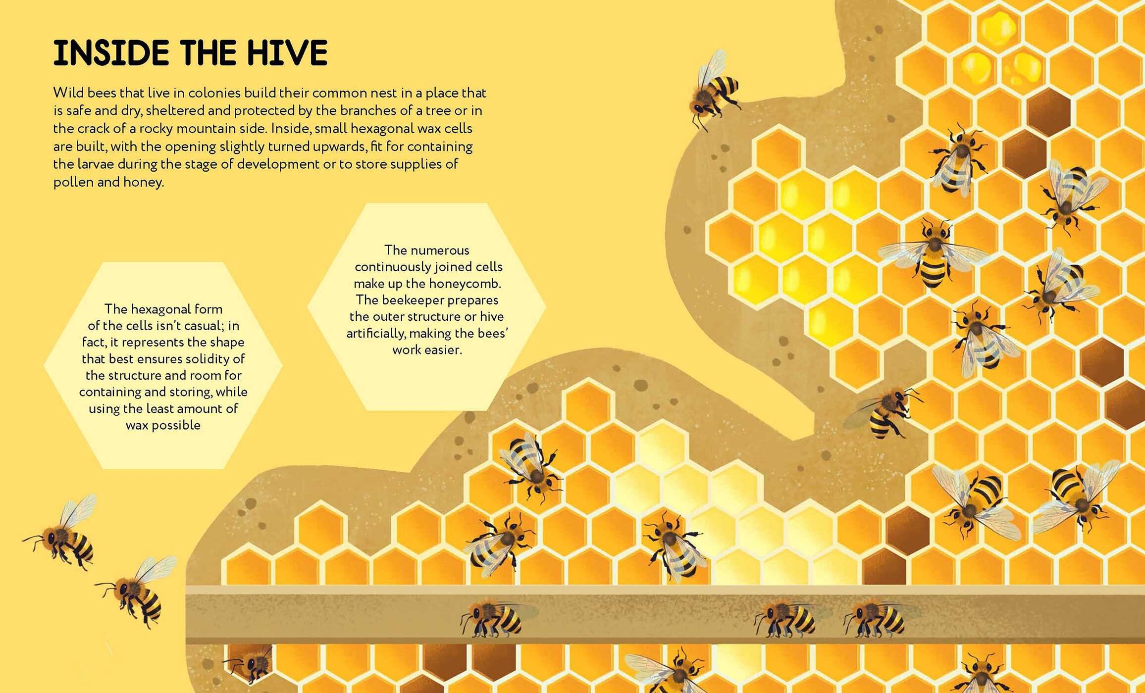 Small Steps, Big Discoveries: Bees