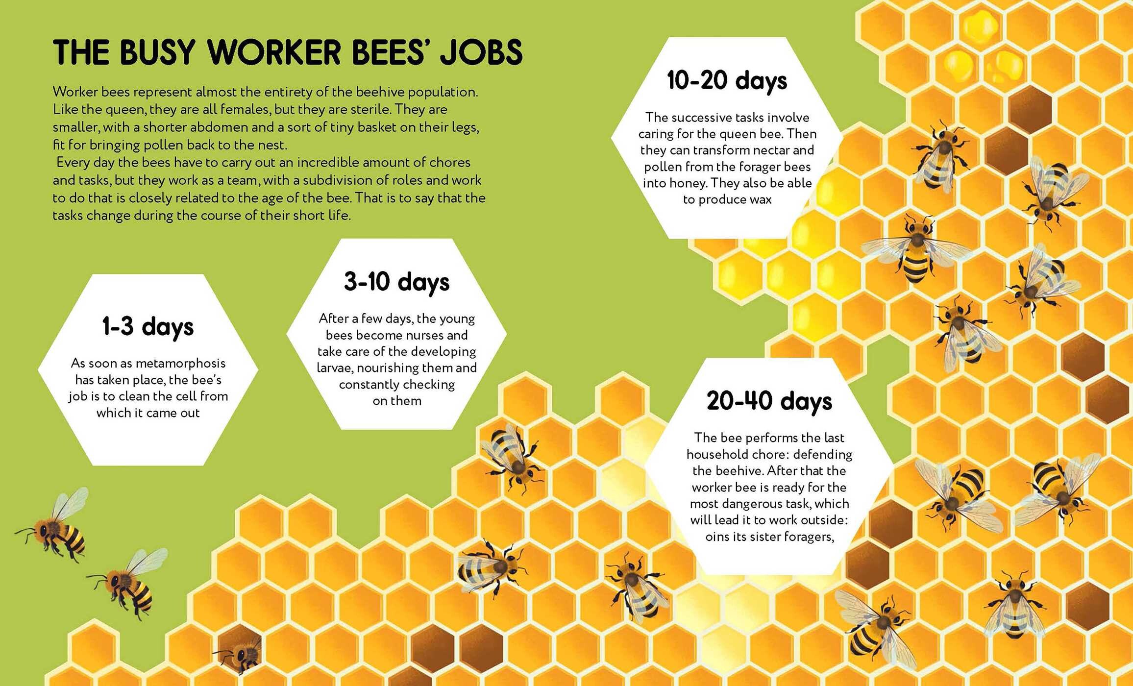 Small Steps, Big Discoveries: Bees