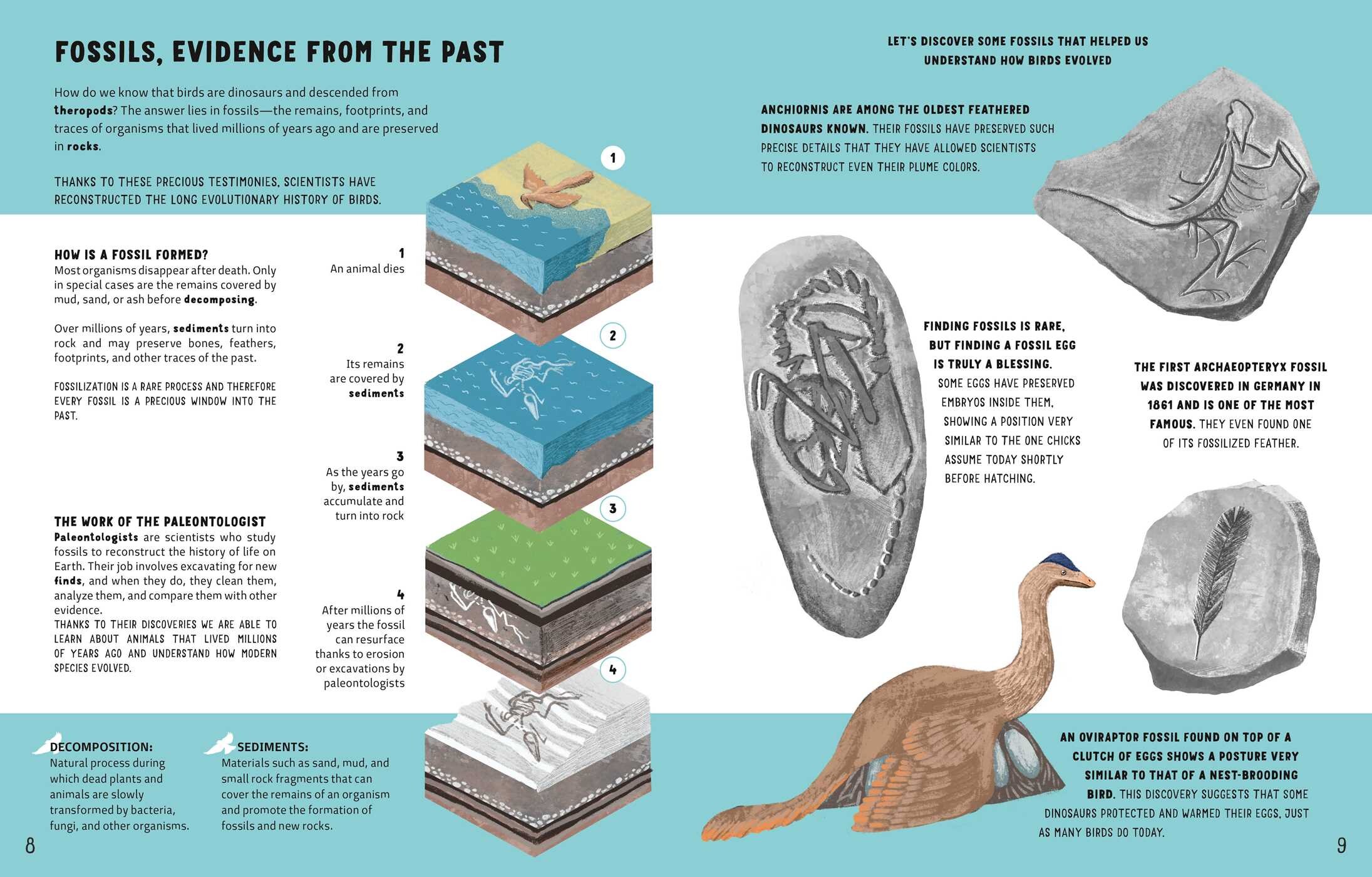The World of Birds