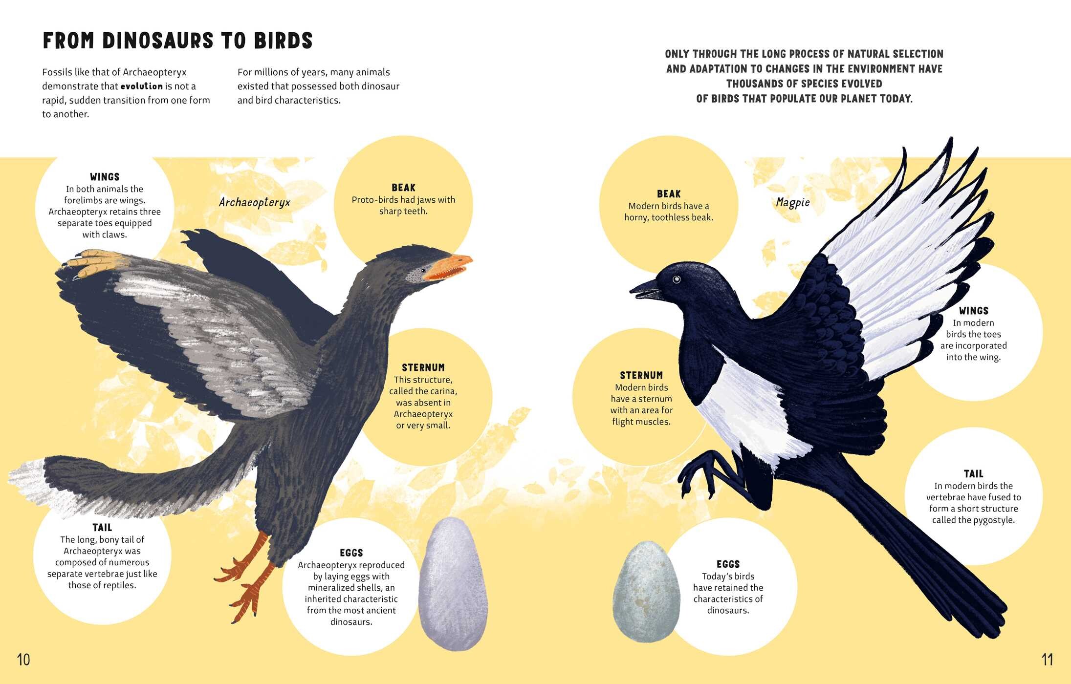 The World of Birds