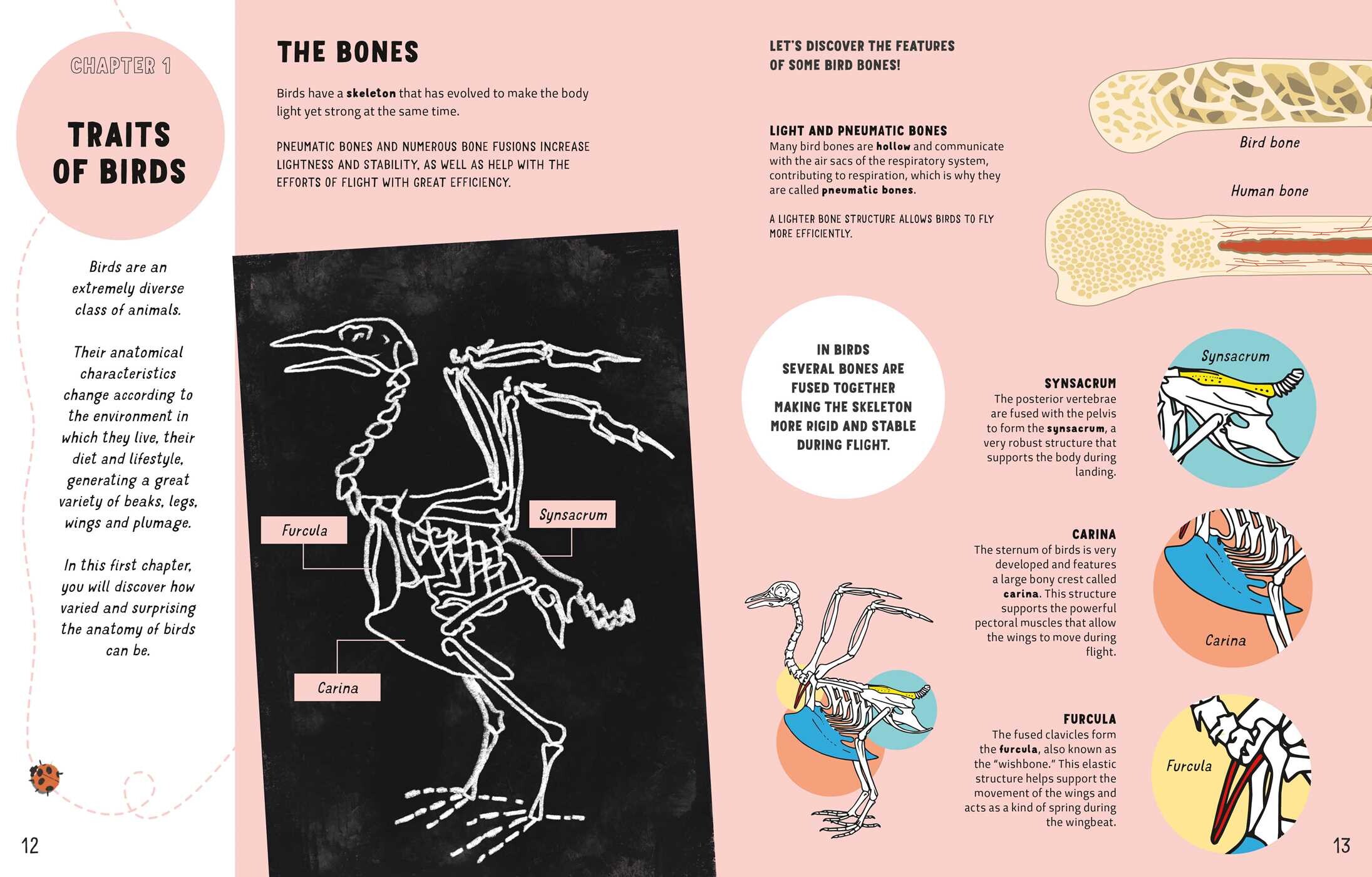 The World of Birds