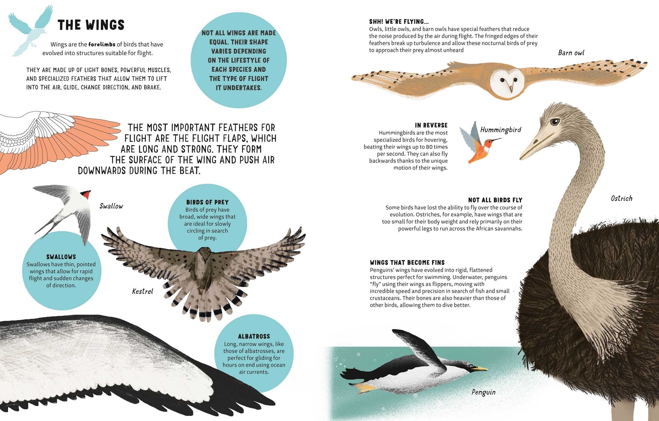 The World of Birds