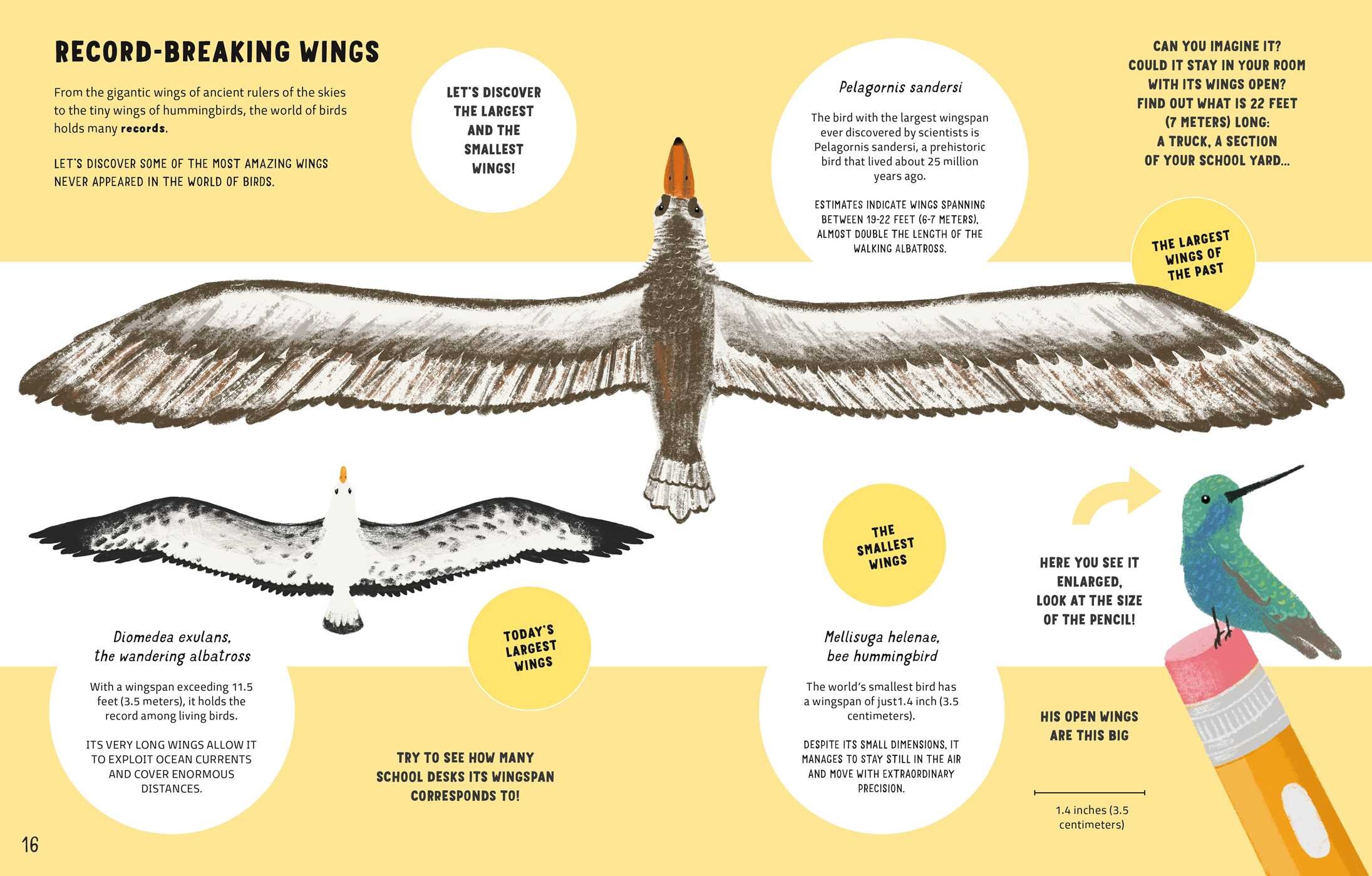 The World of Birds