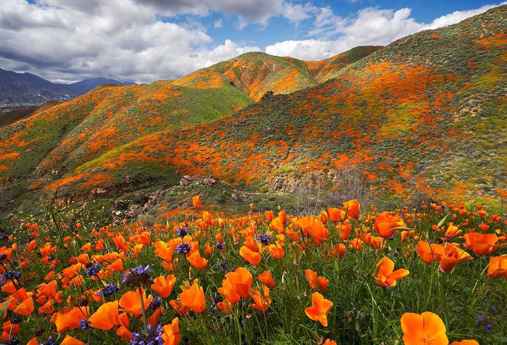 Wildflower Travel Book