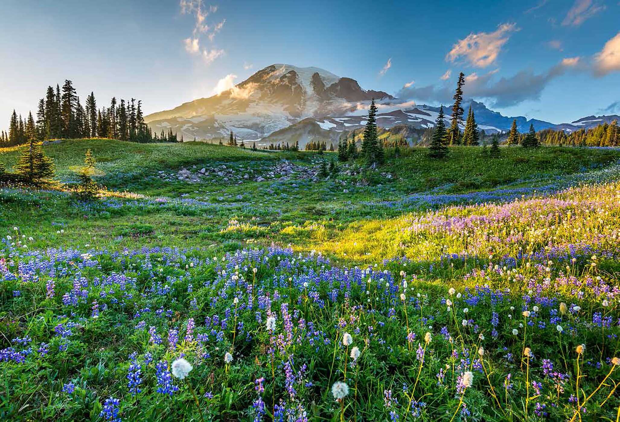 Wildflower Travel Book