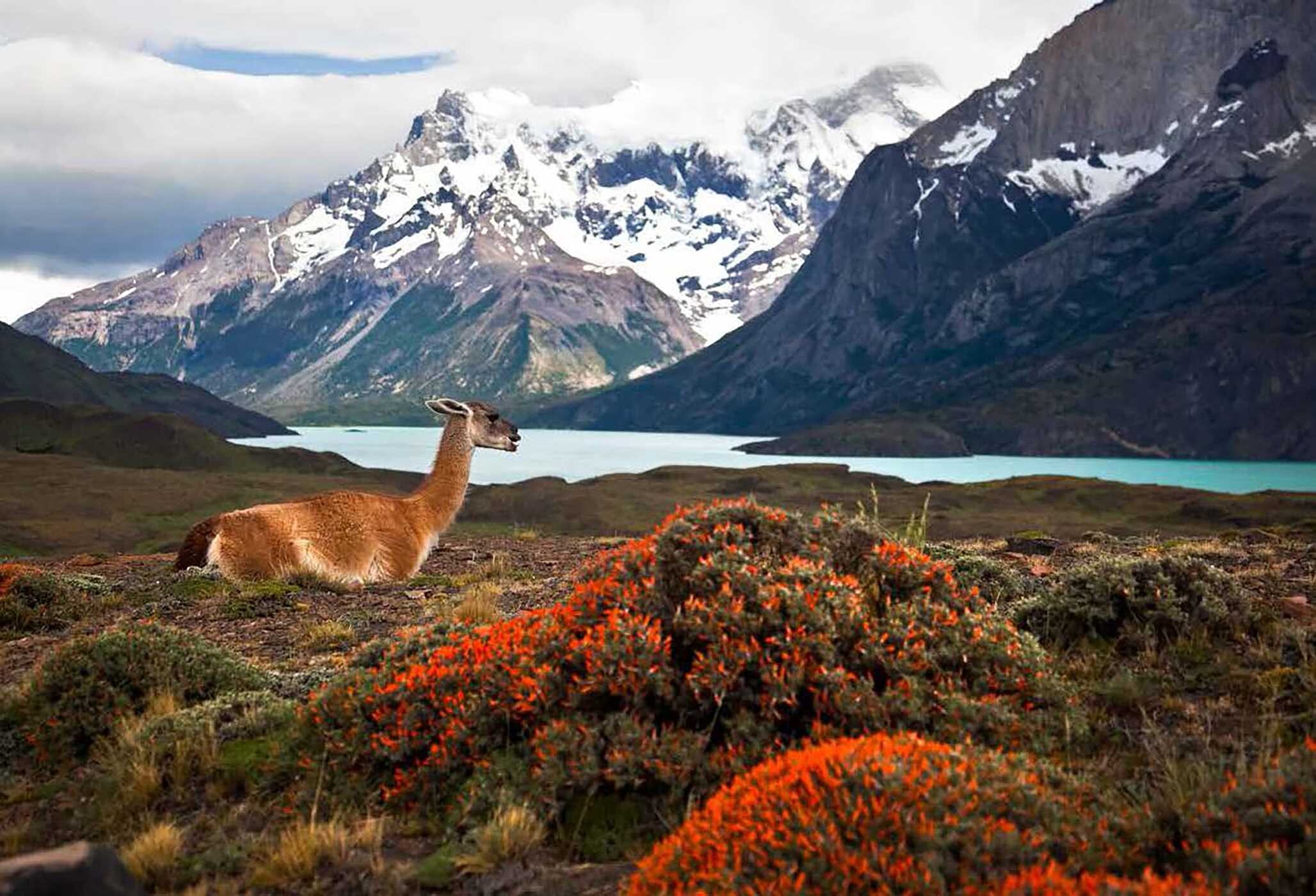 Wildflower Travel Book