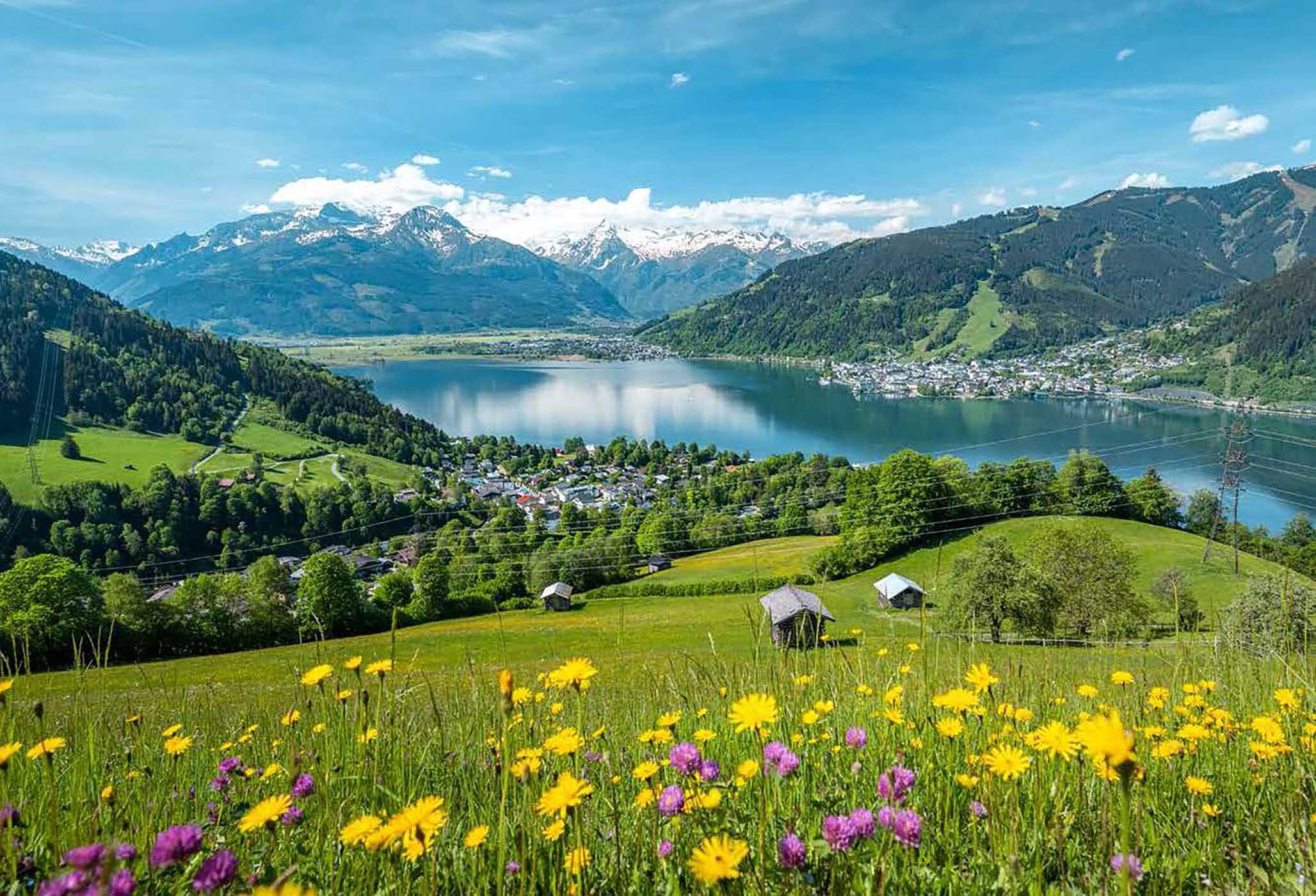 Wildflower Travel Book