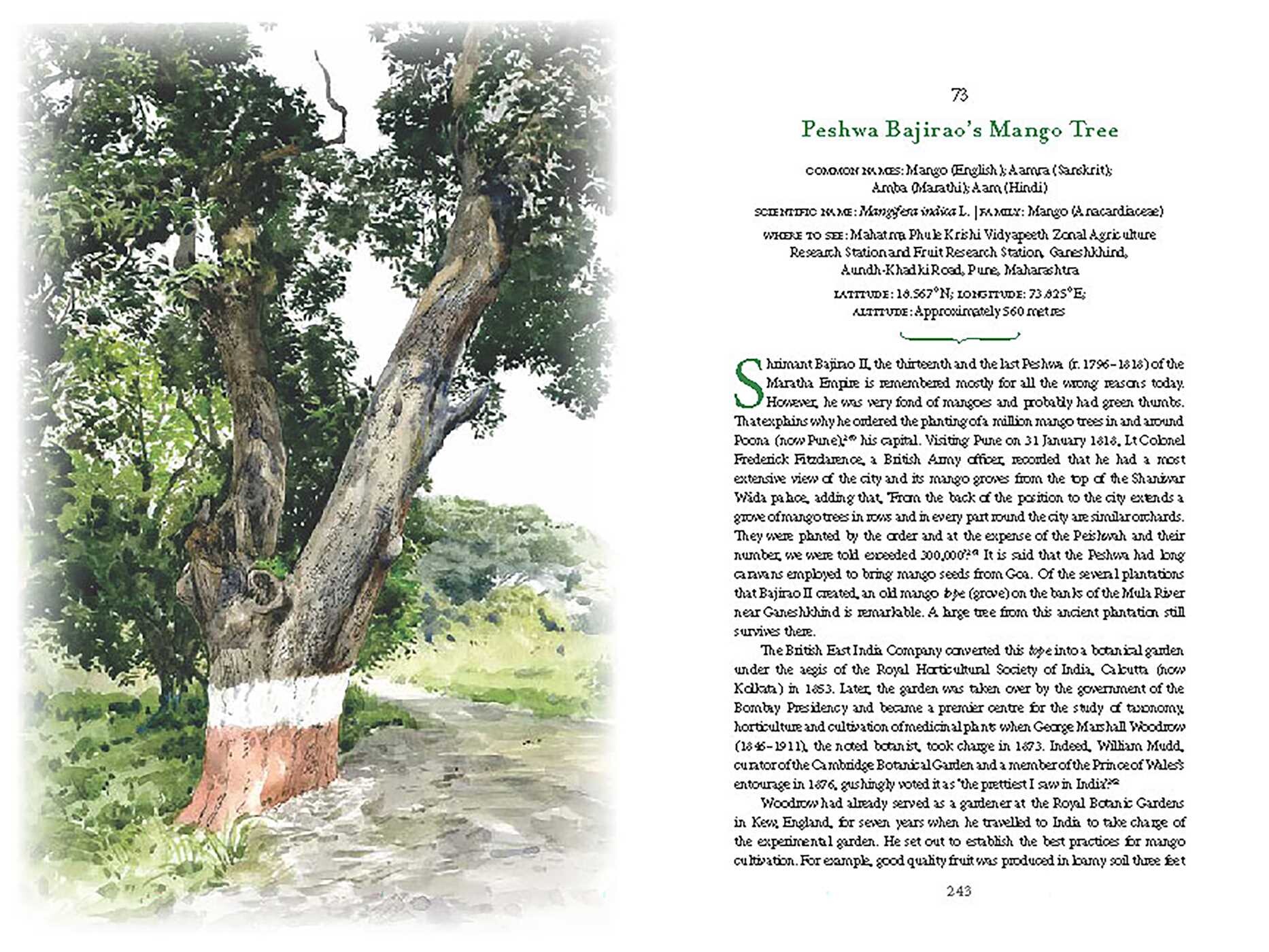 Iconic Trees of India