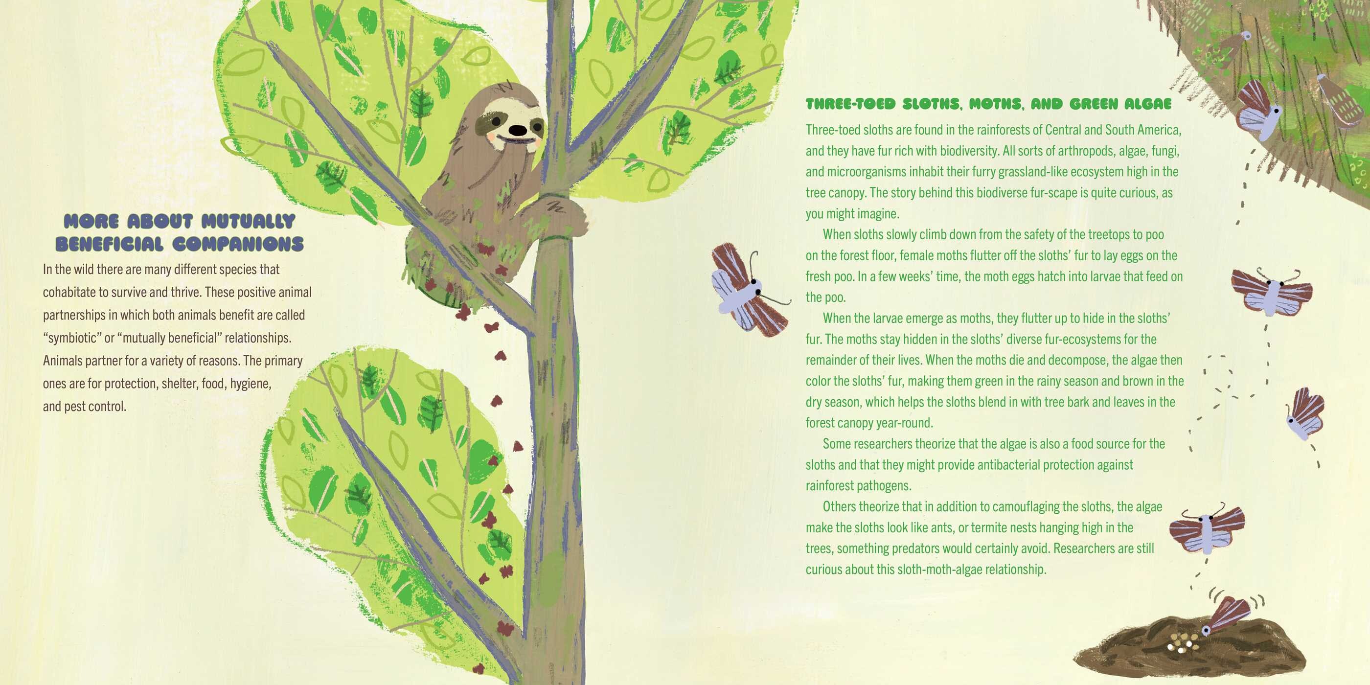 Moths on Sloths