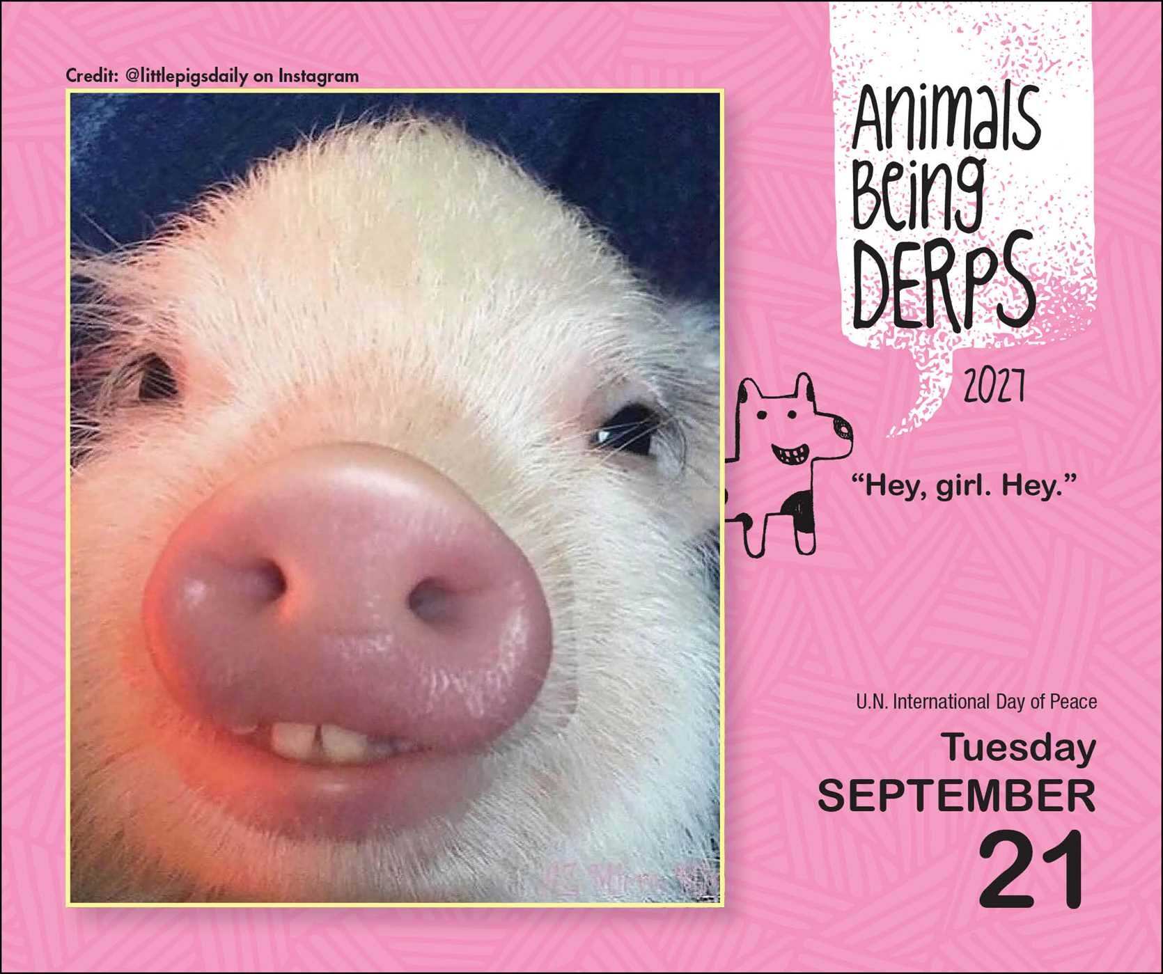 Animals Being Derps 2027 Day-to-Day Calendar