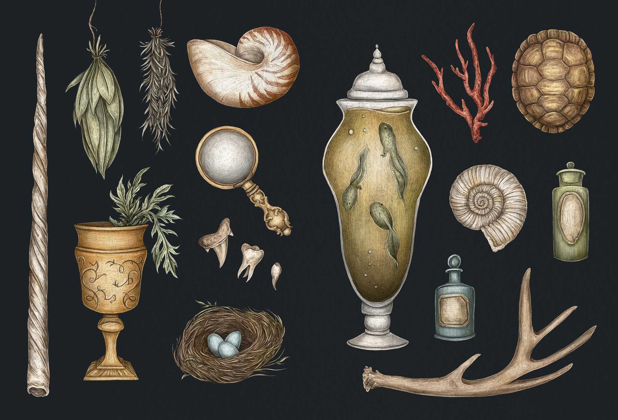 Collector's Curio