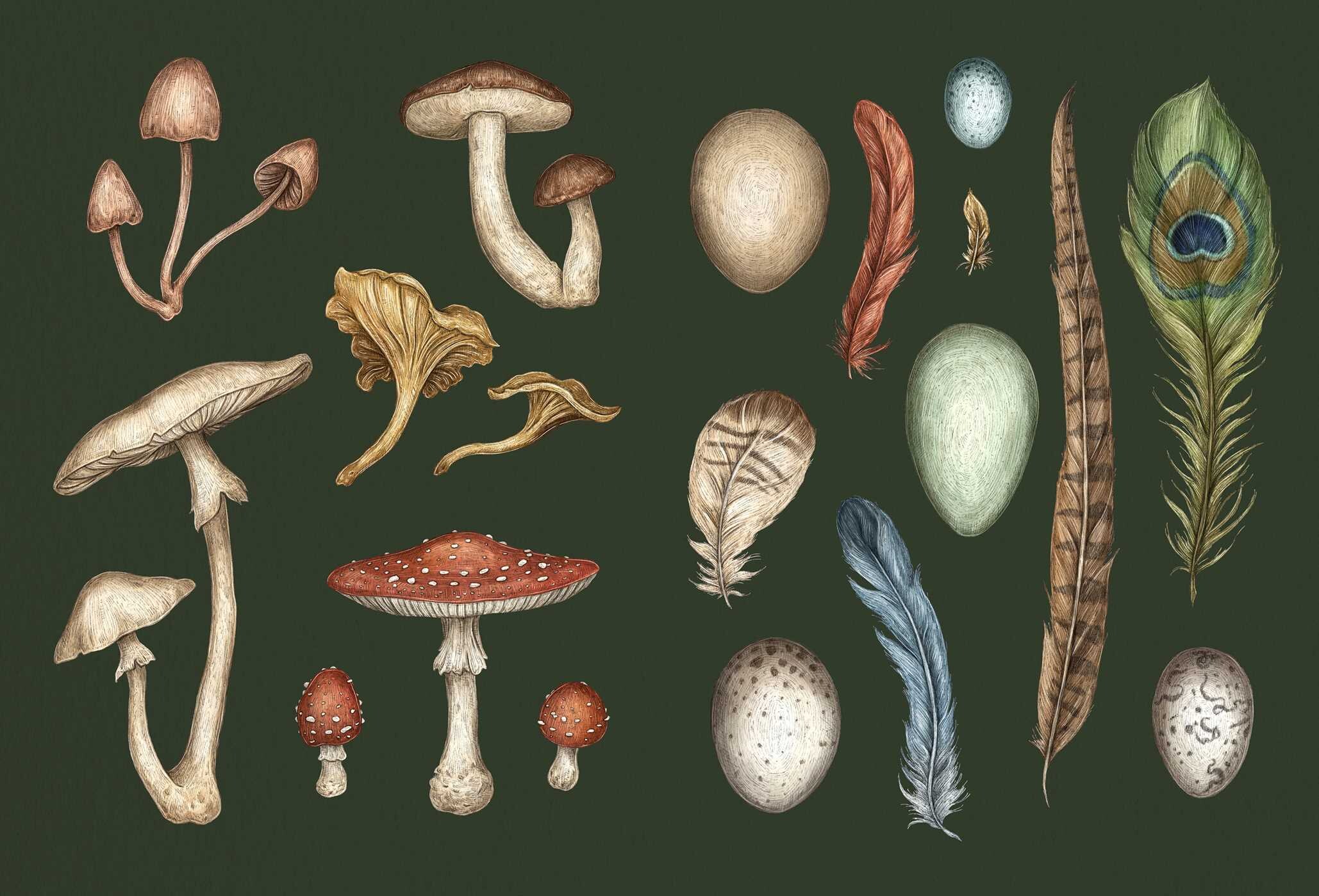 Collector's Curio