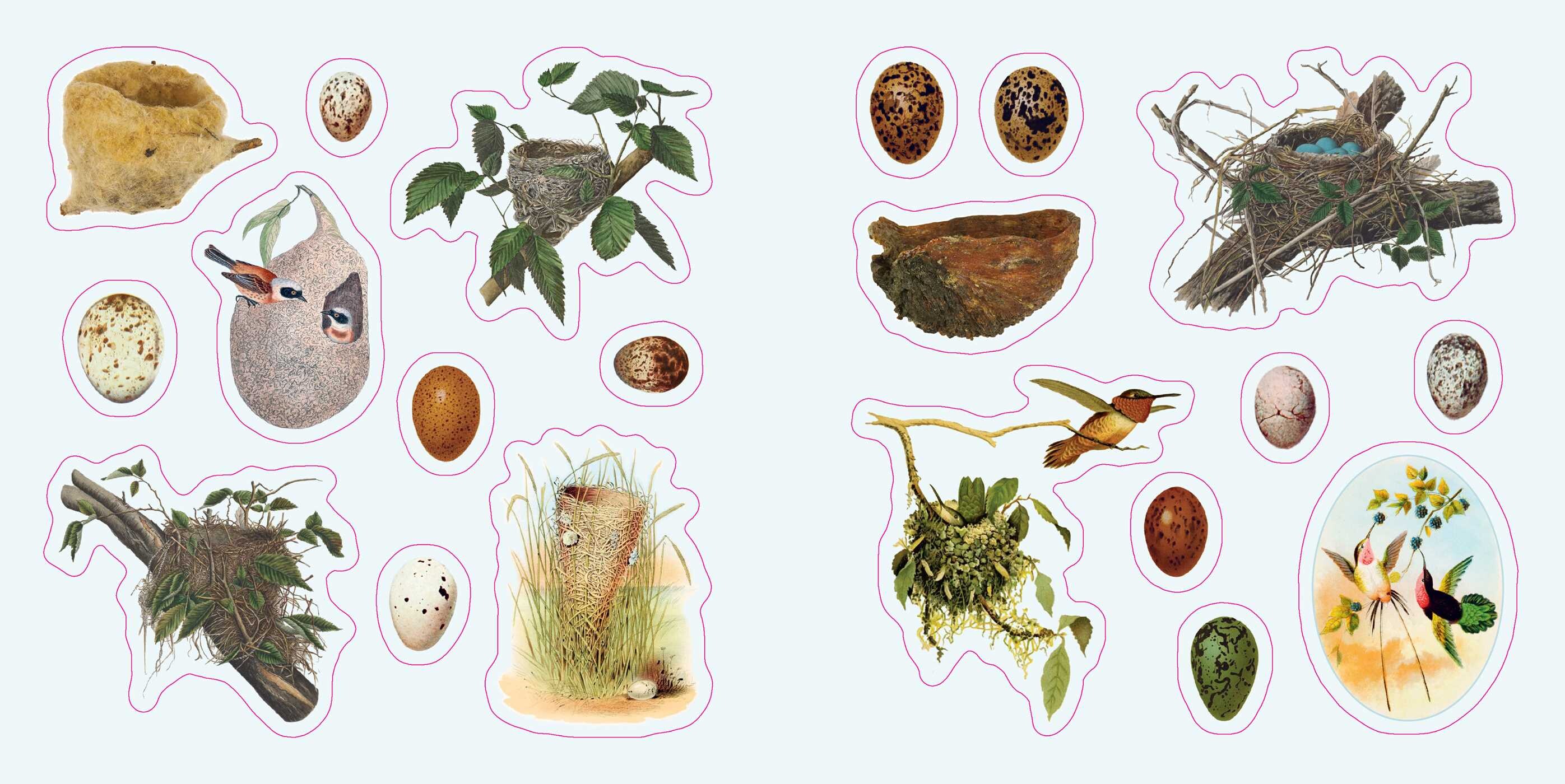 Birds: A Smithsonian Sticker Book