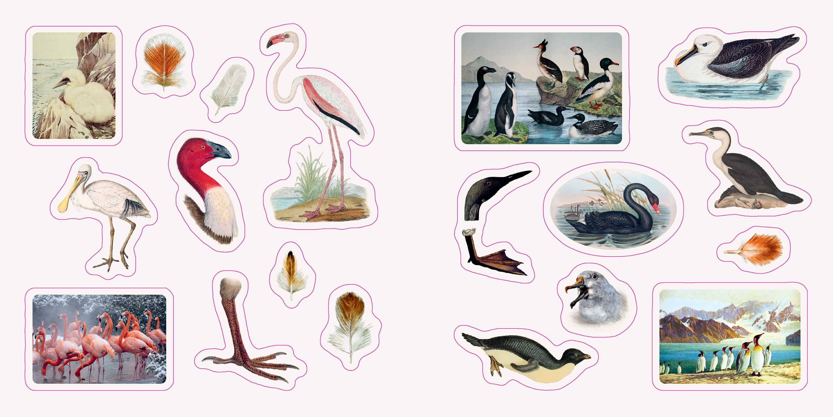 Birds: A Smithsonian Sticker Book