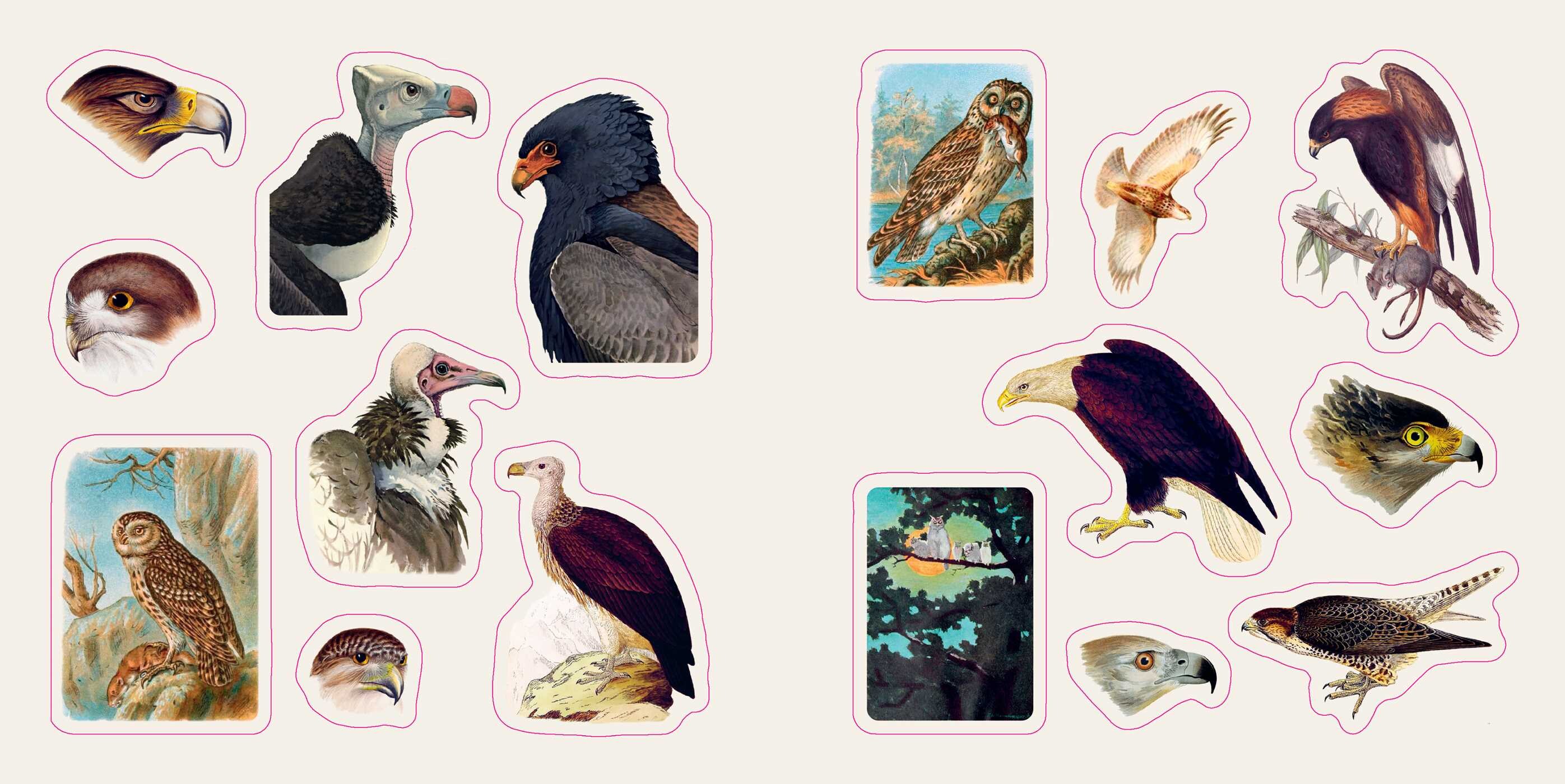 Birds: A Smithsonian Sticker Book