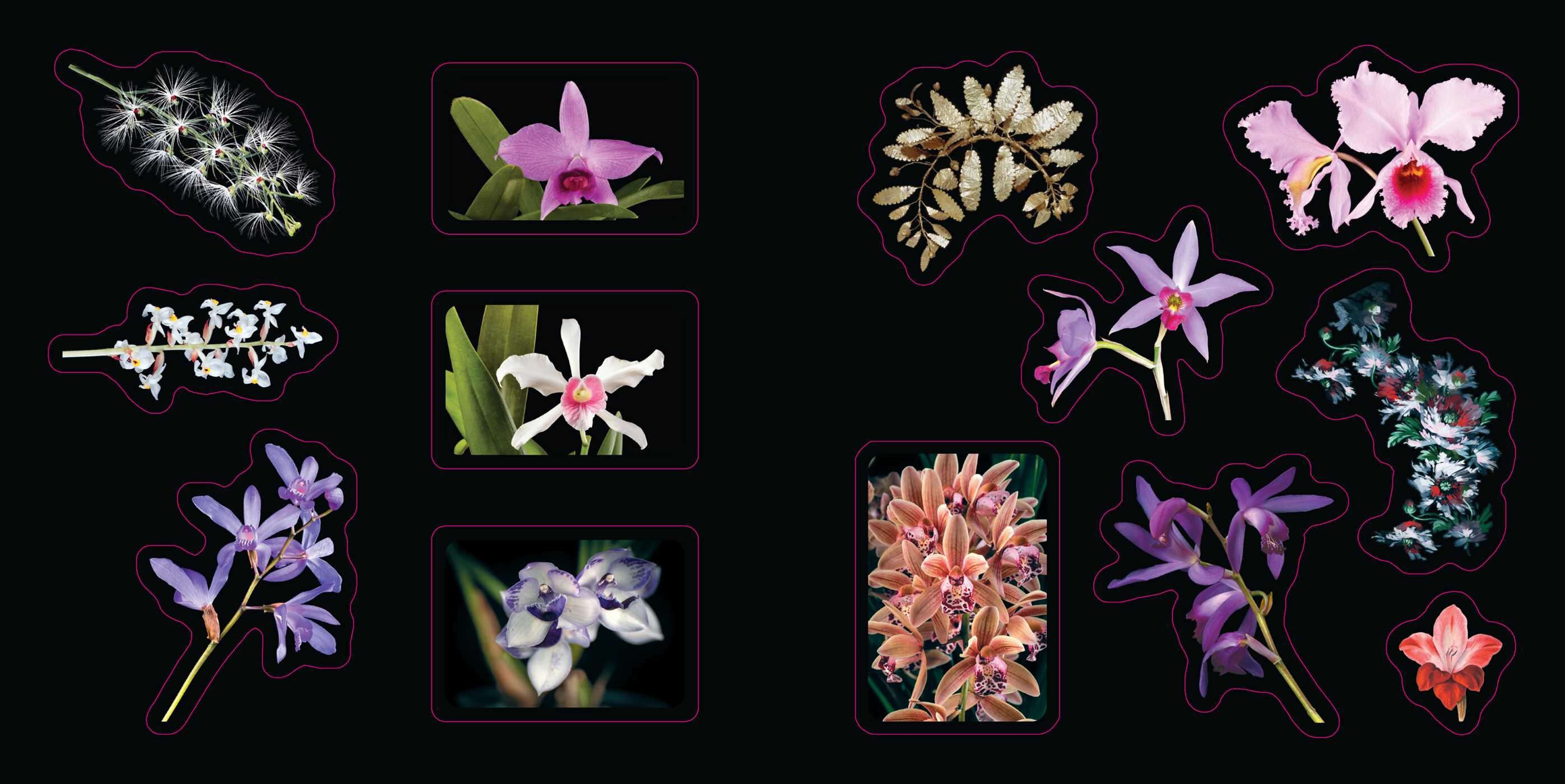 Botanicals: A Smithsonian Sticker Book