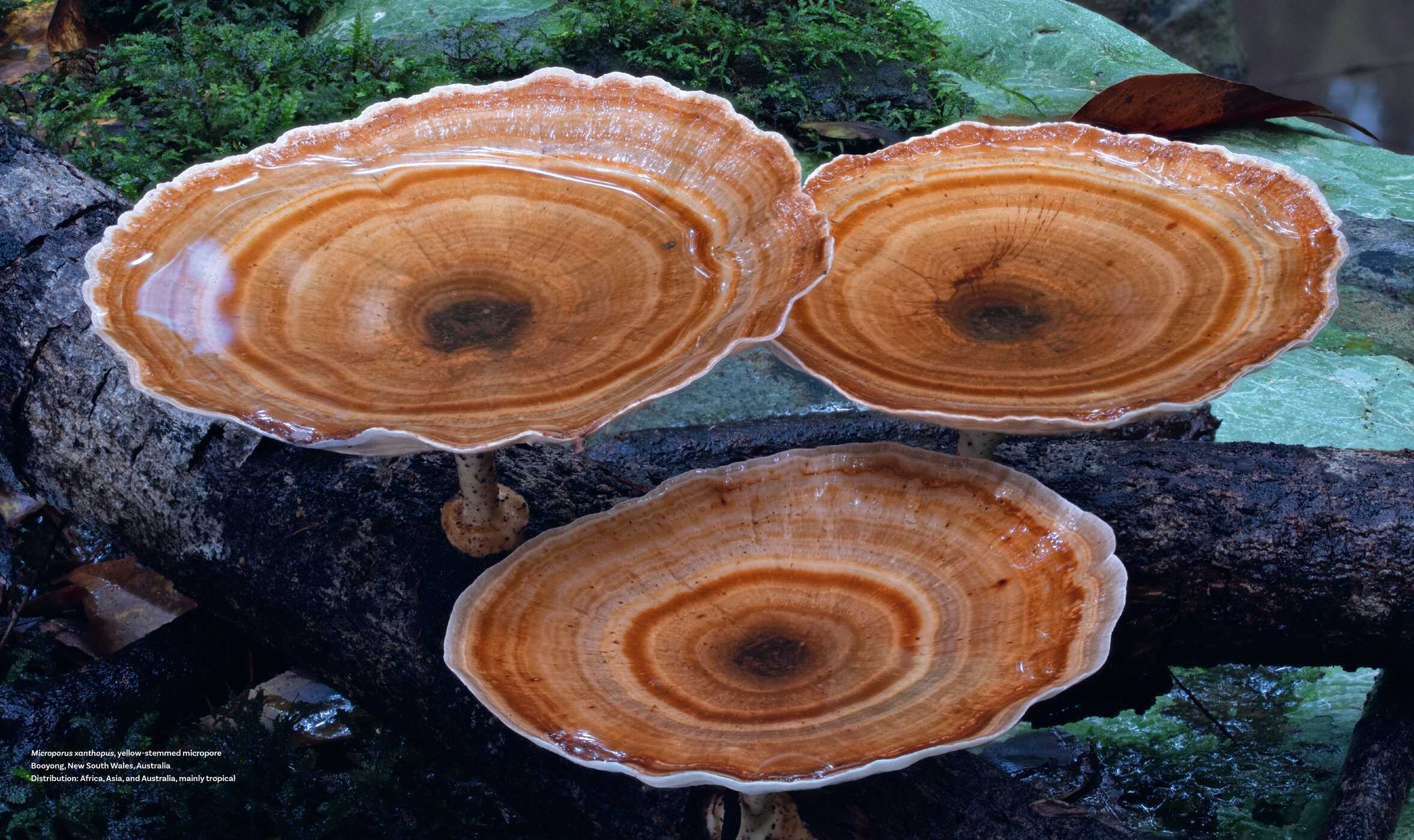 Planet Fungi