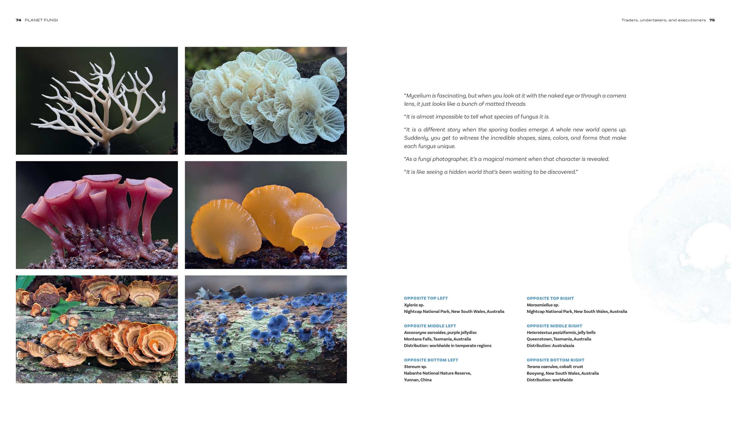 Planet Fungi