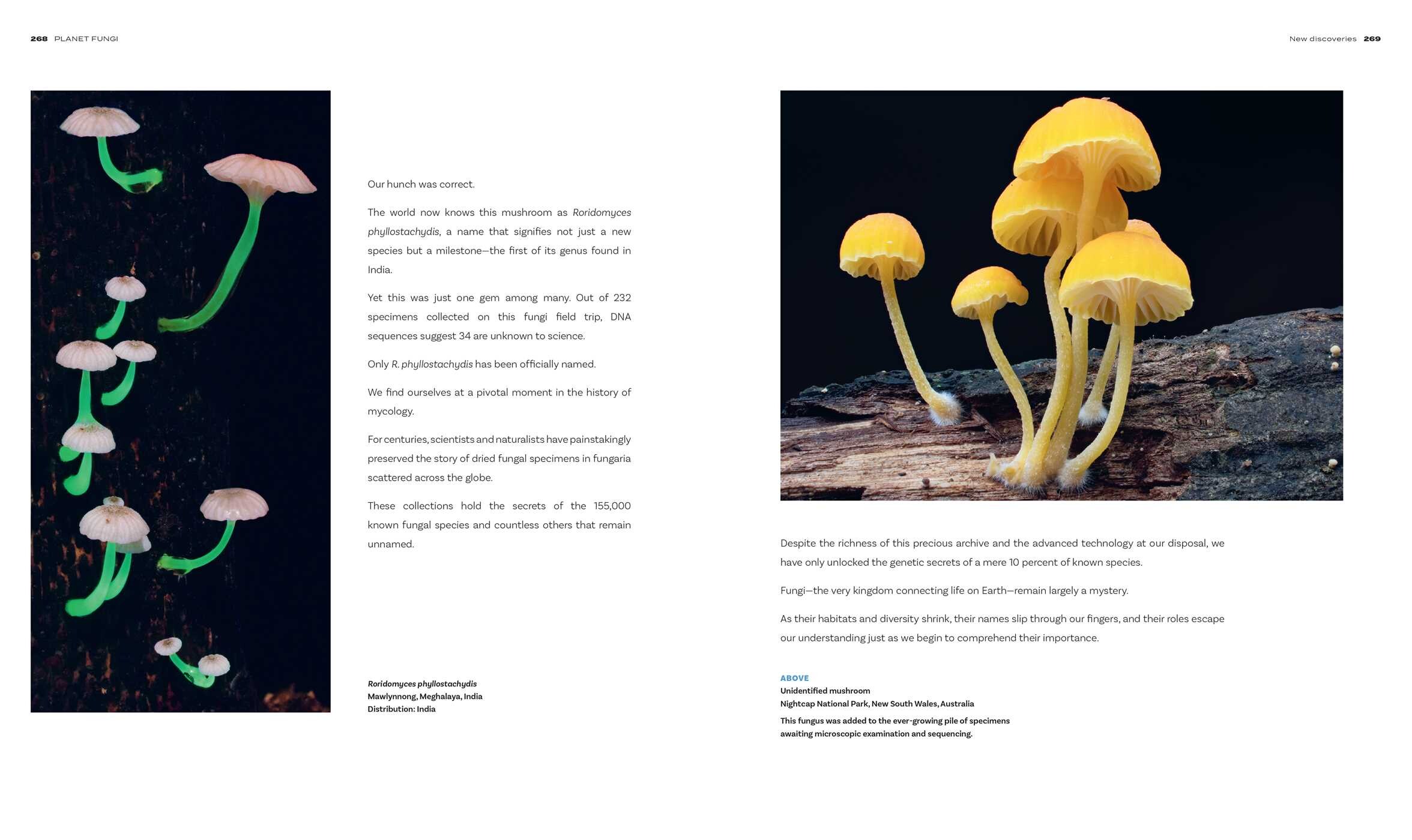 Planet Fungi