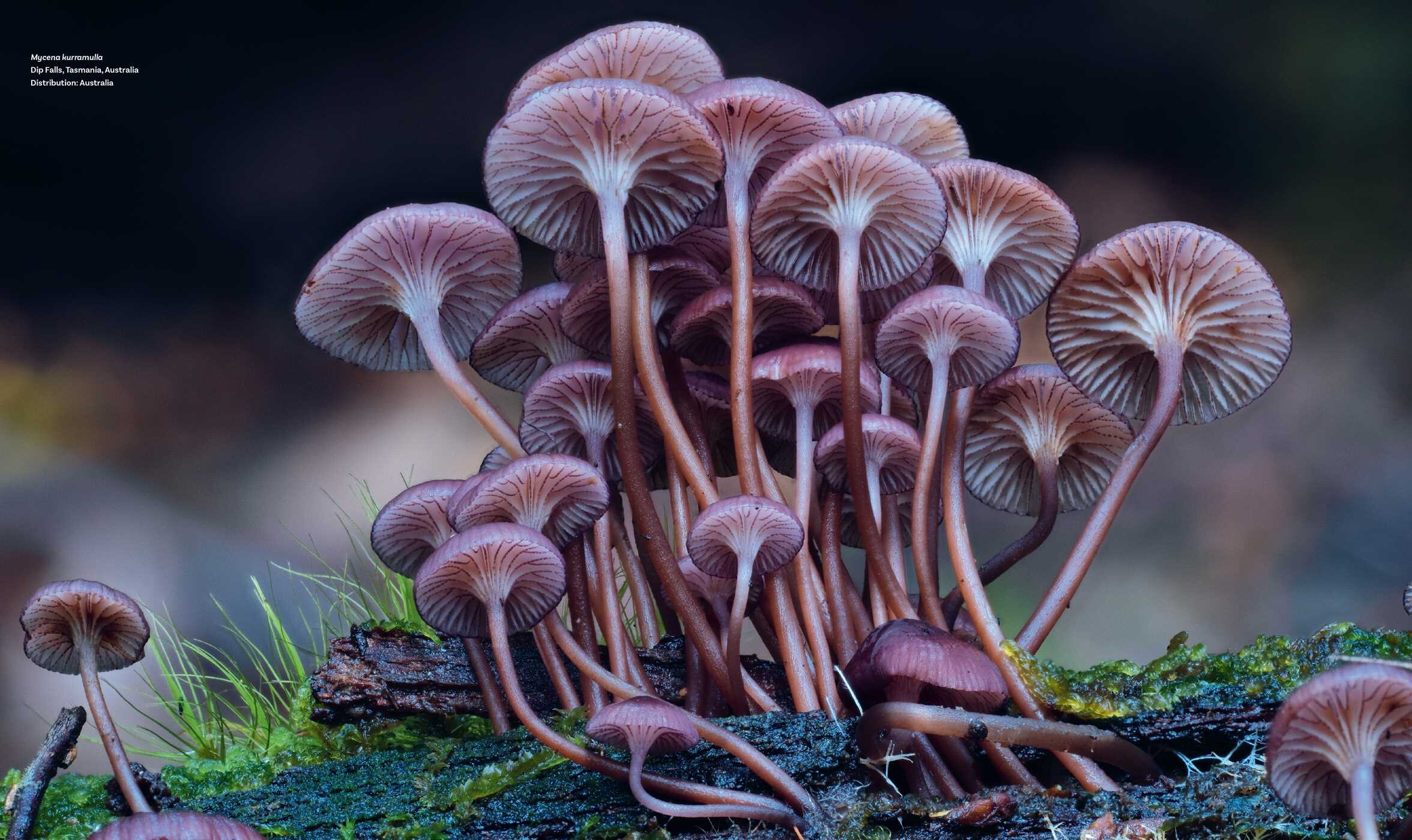 Planet Fungi