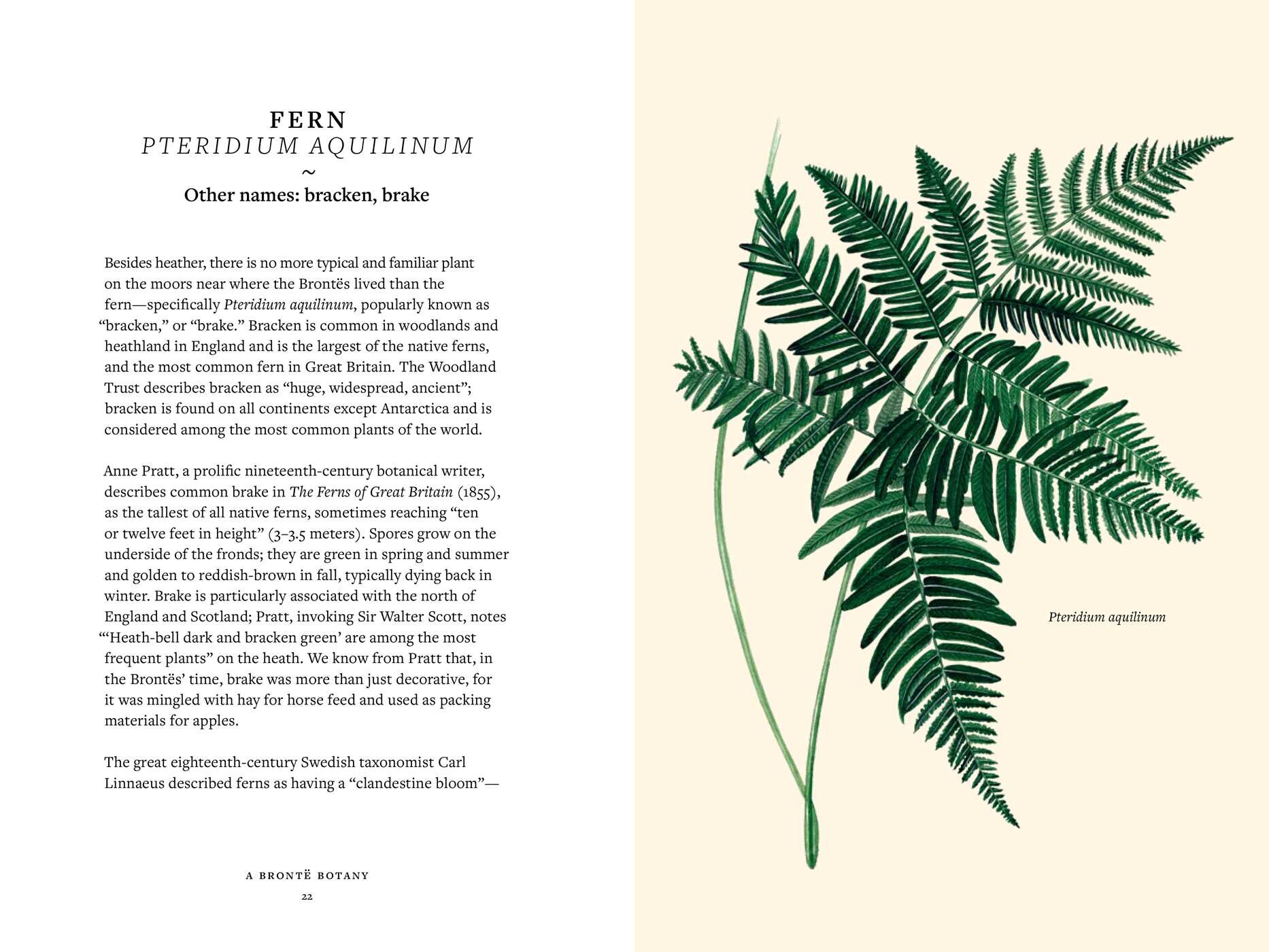 Brontë   Botany