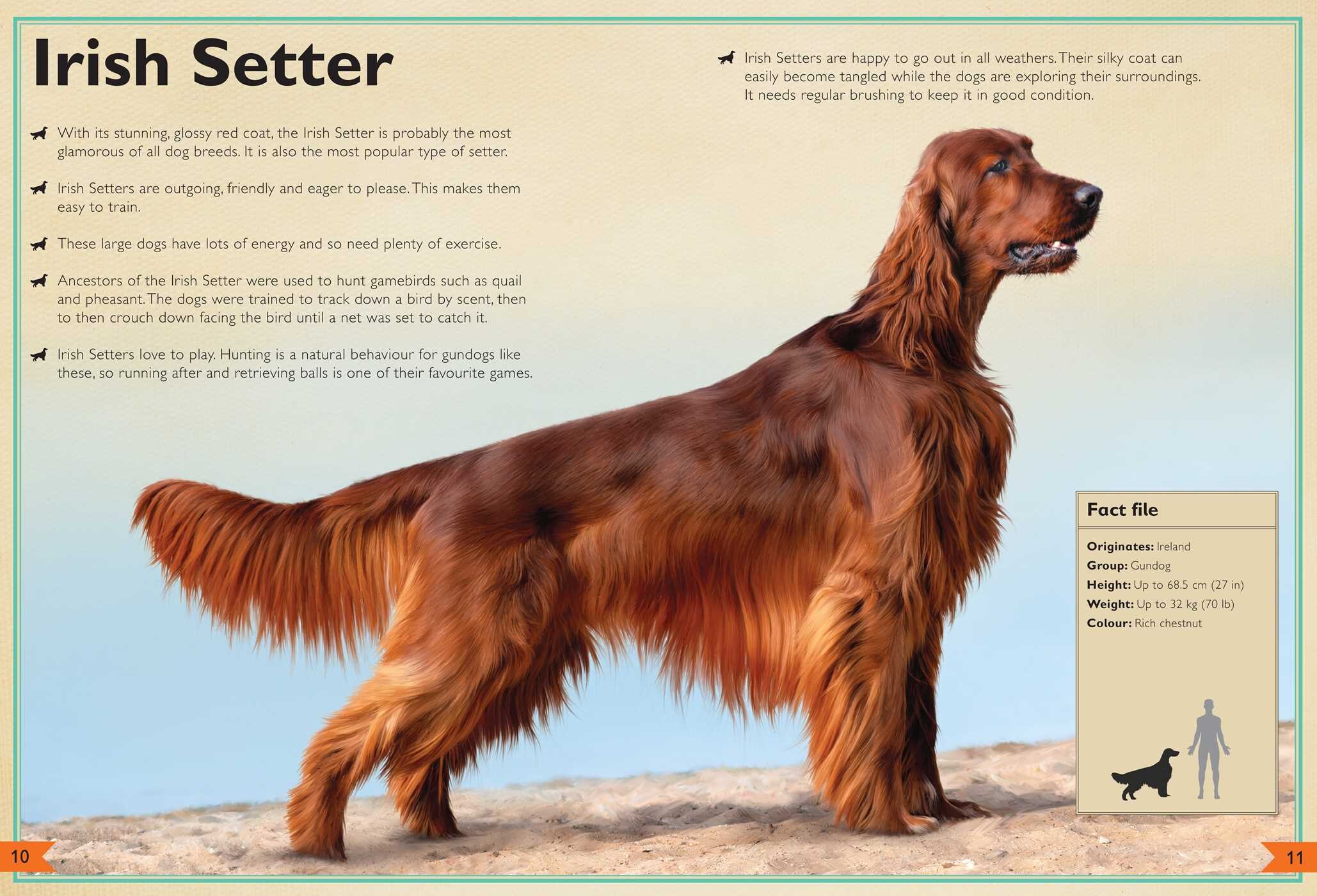Magnificent Book of Dogs