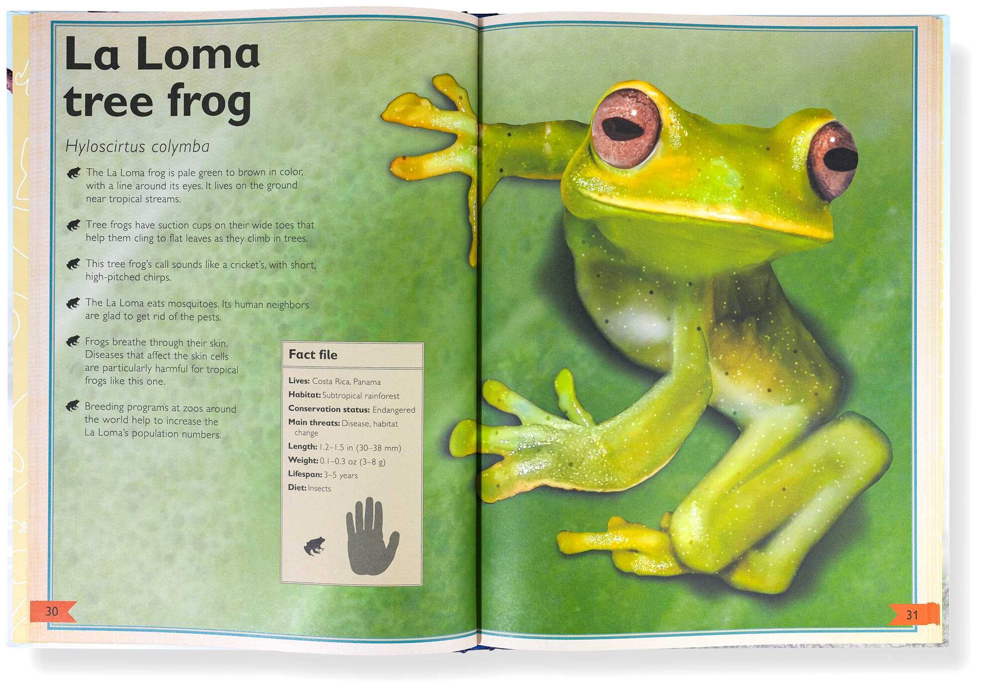 Magnificent Book of Reptiles and Amphibians