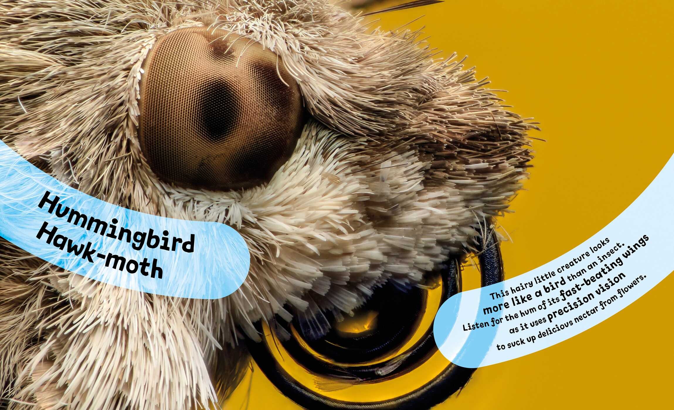 Eye View: Bugs and Other Tiny Creatures