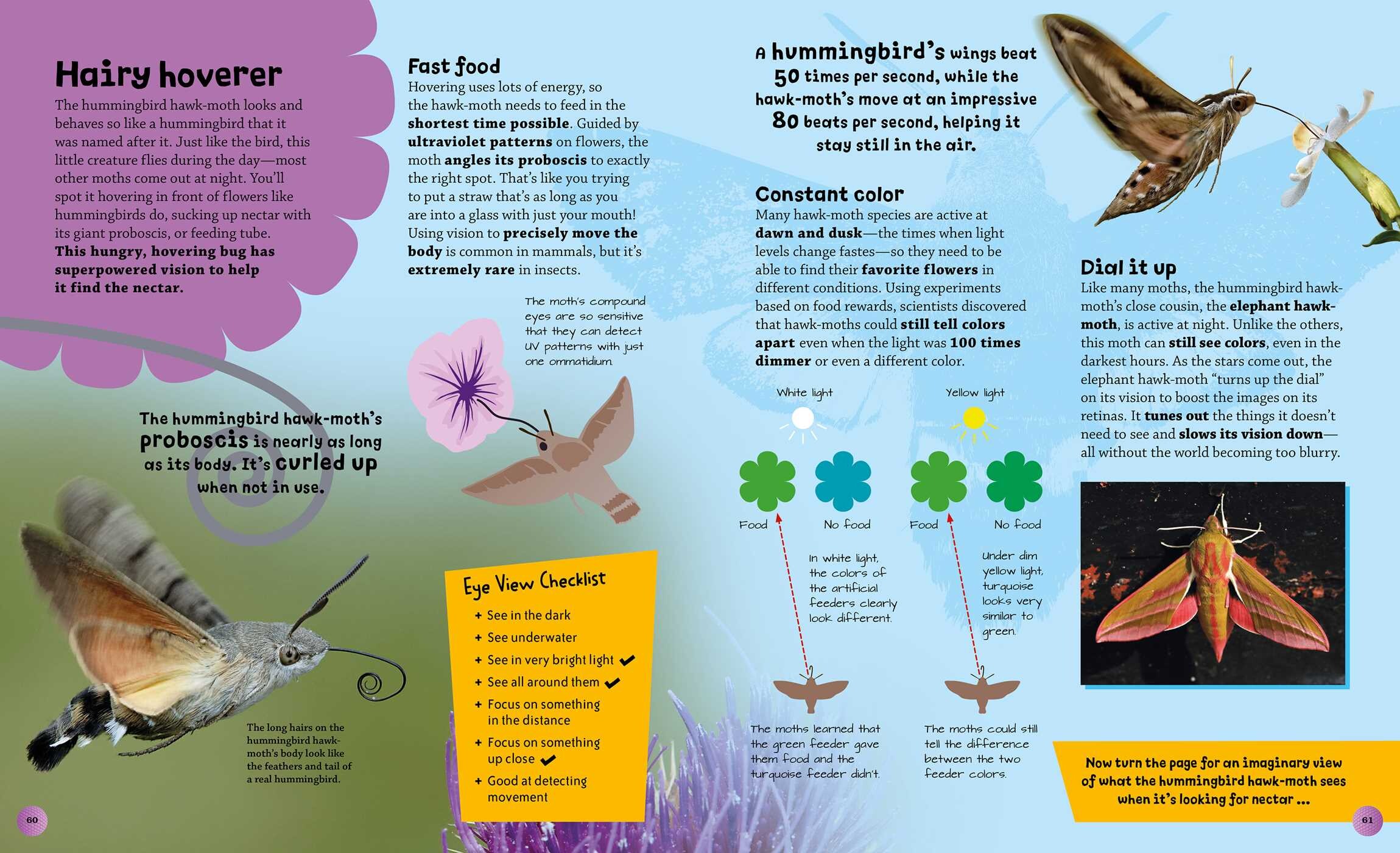 Eye View: Bugs and Other Tiny Creatures