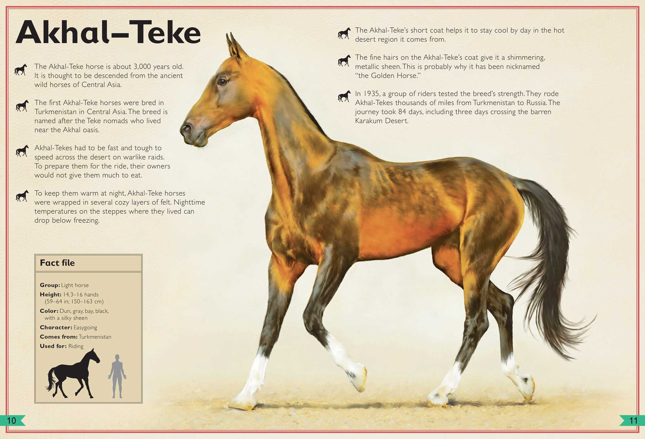 Magnificent Book of Horses