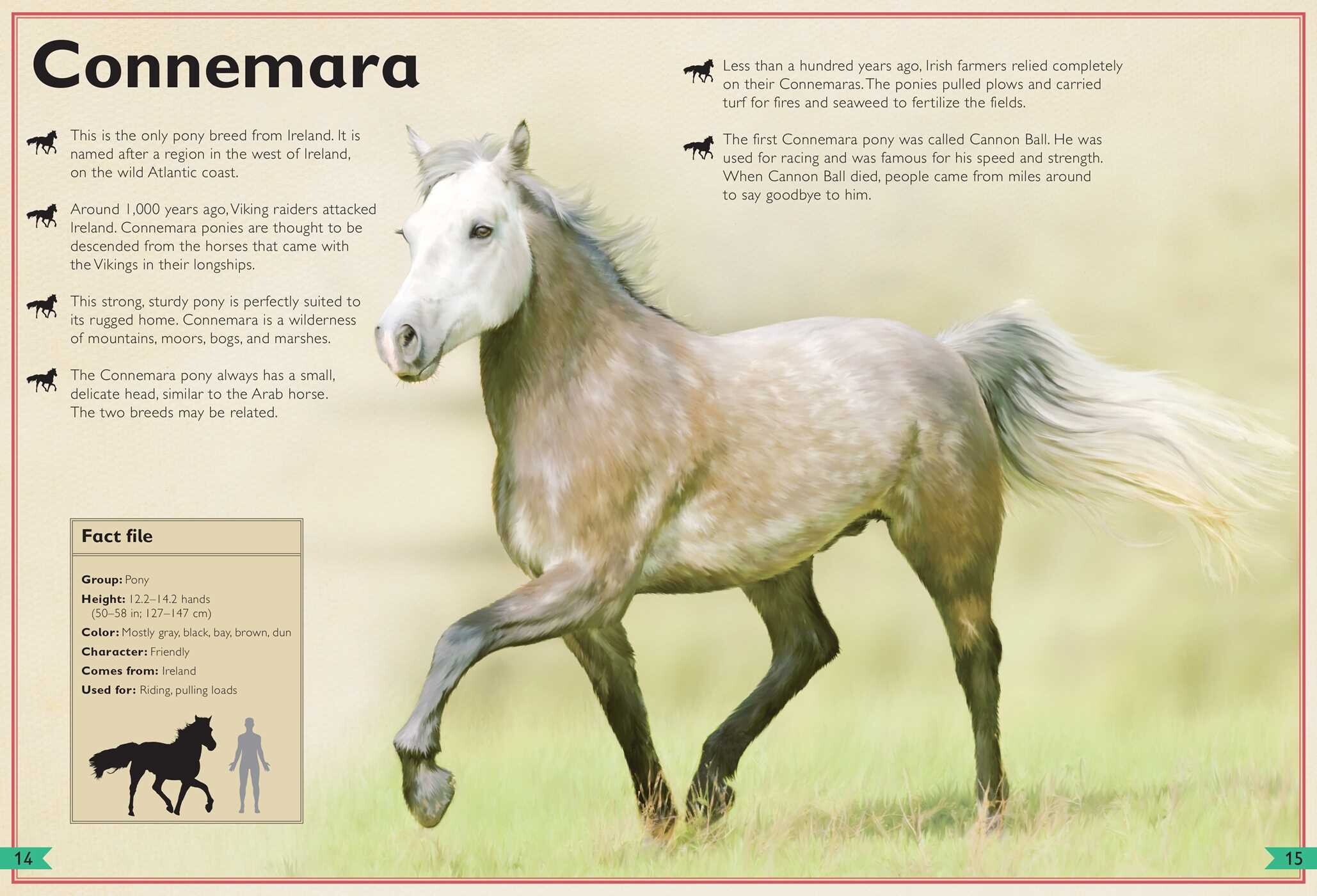 Magnificent Book of Horses