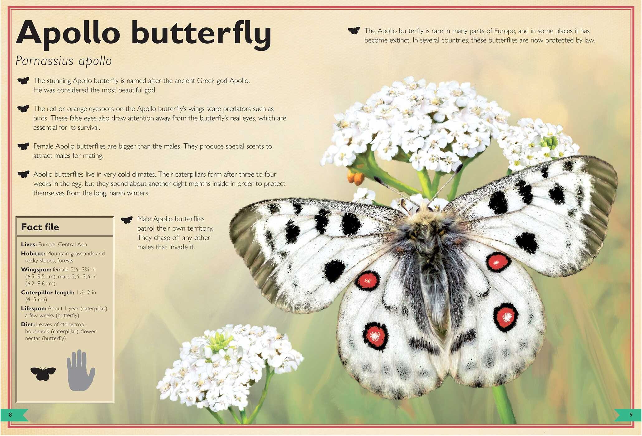 Magnificent Book of Butterflies & Moths