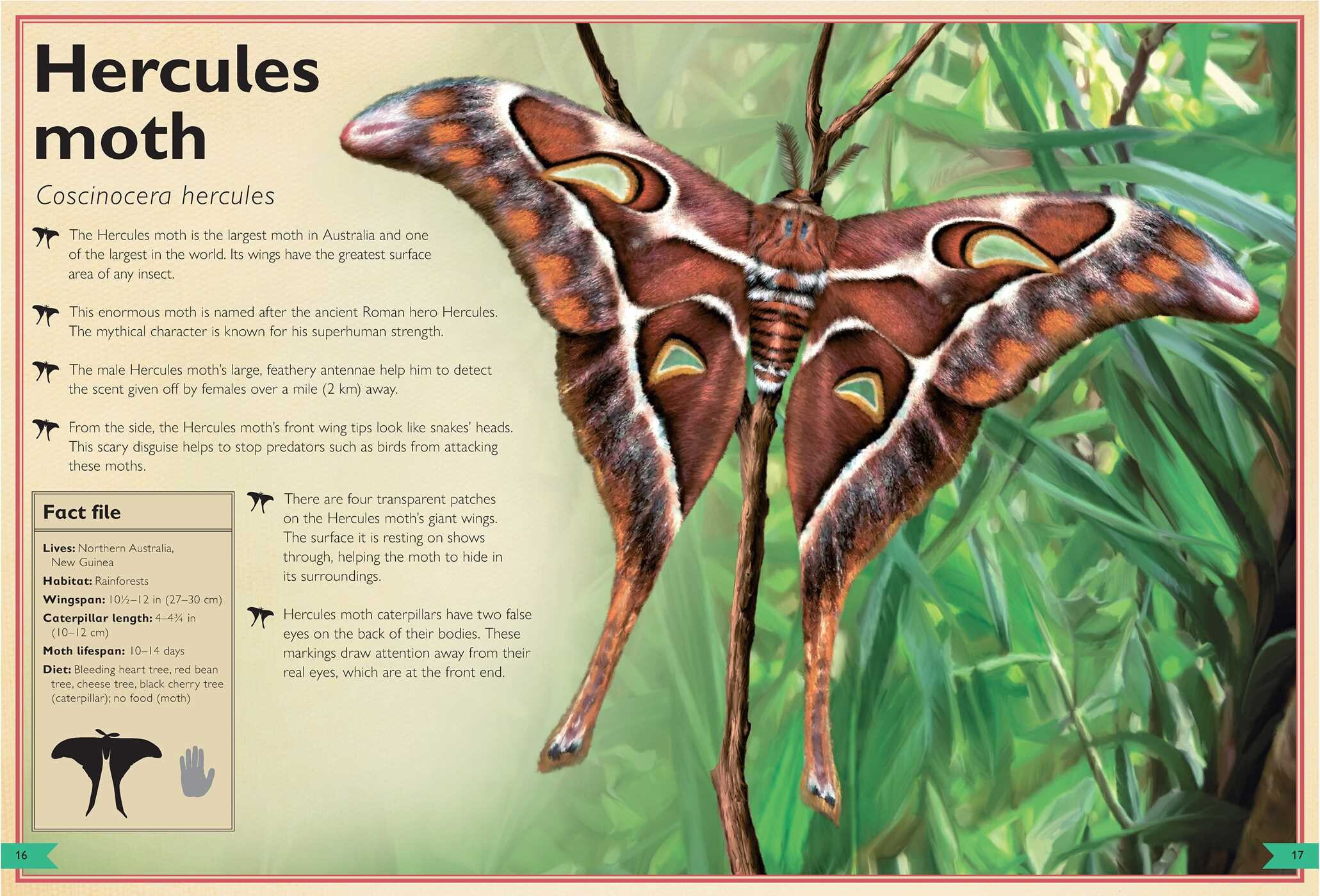 Magnificent Book of Butterflies & Moths