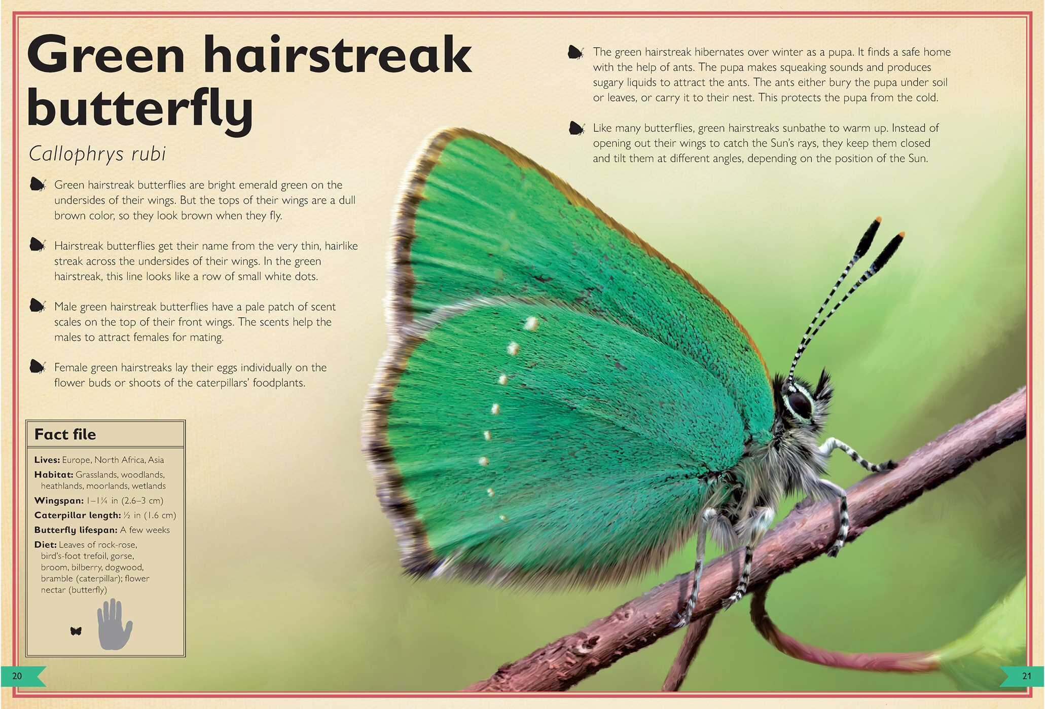 Magnificent Book of Butterflies & Moths