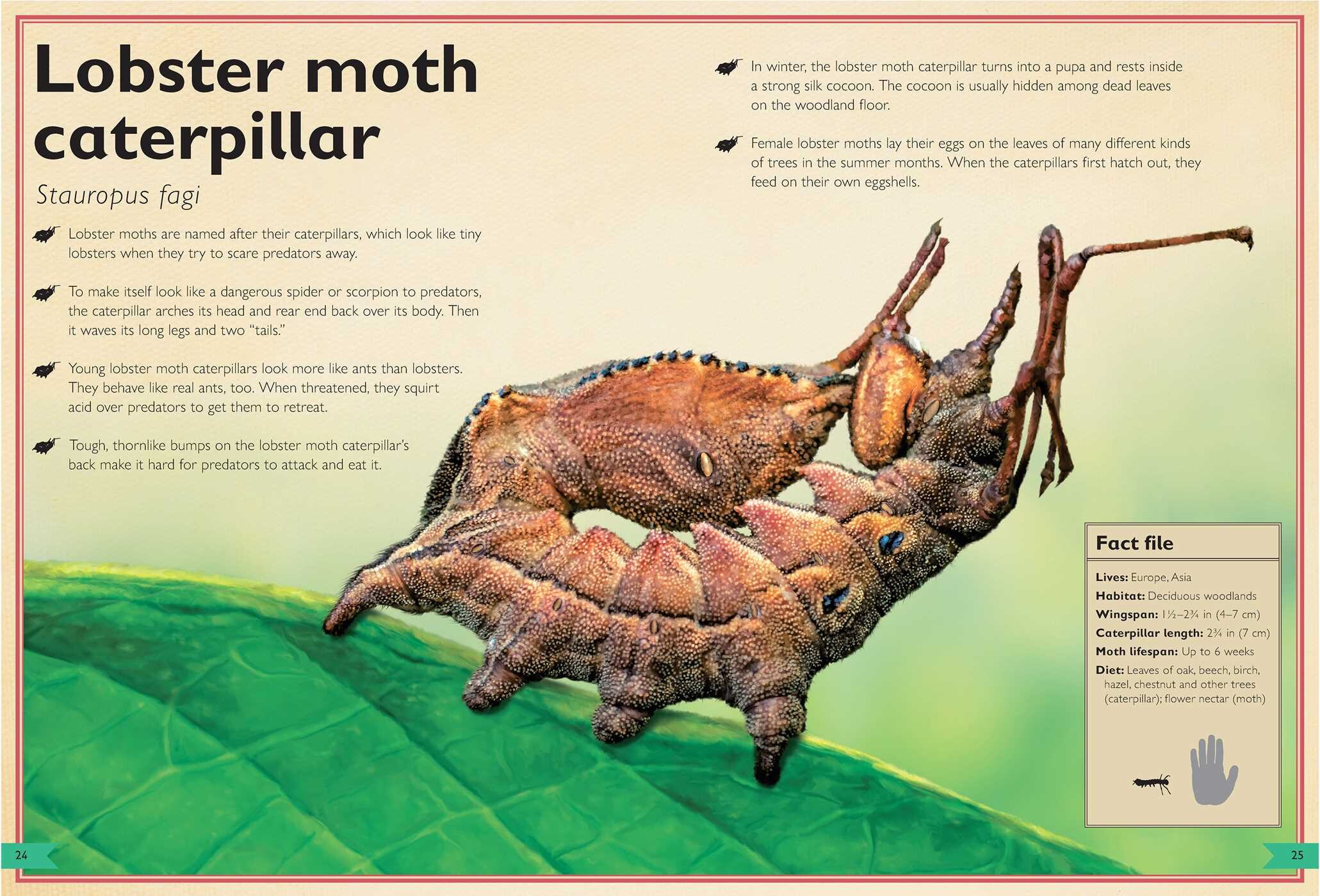 Magnificent Book of Butterflies & Moths