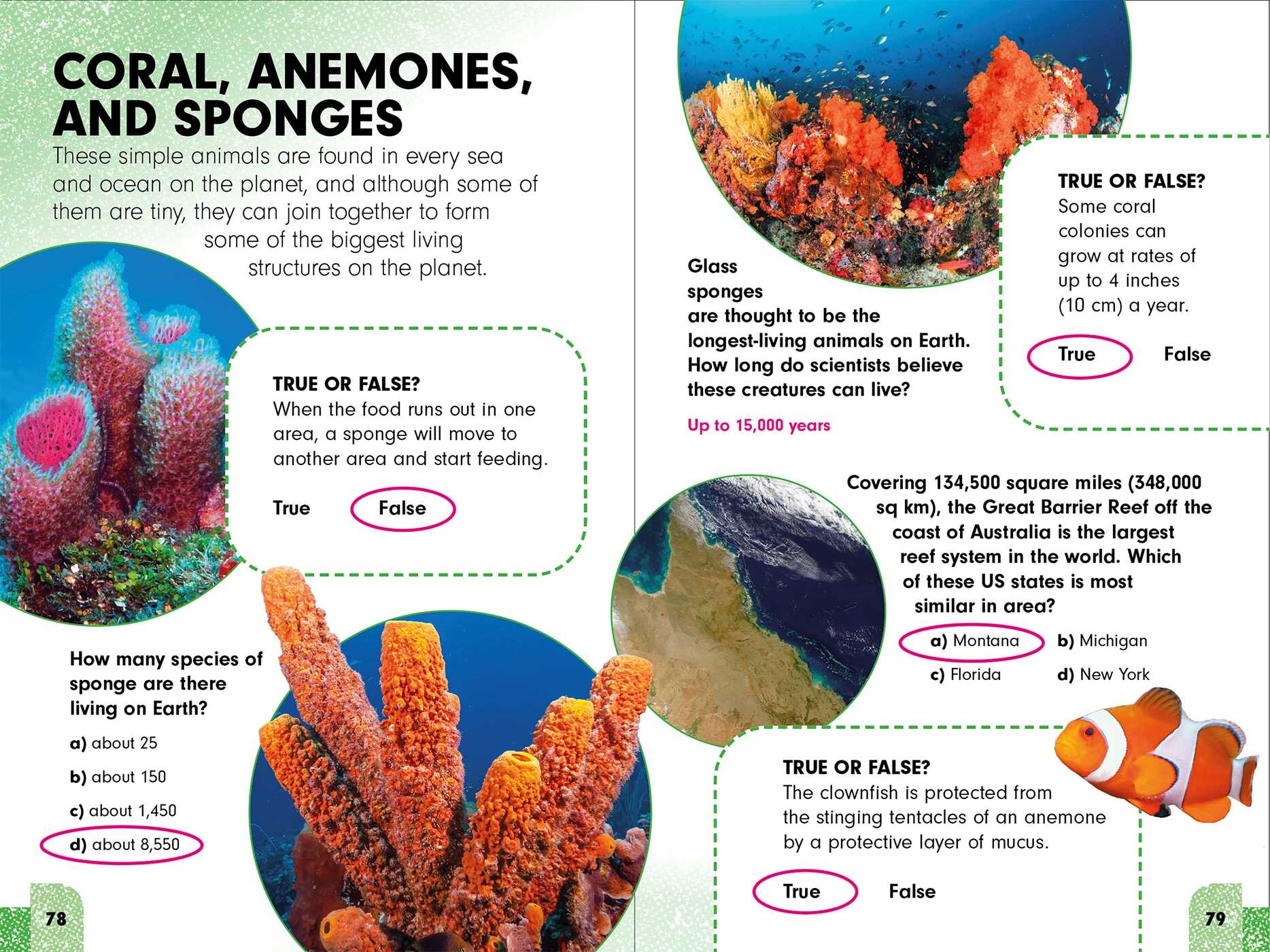 Sneaky Facts: Animal Kingdom