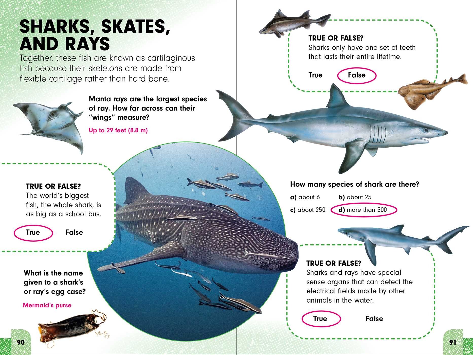 Sneaky Facts: Animal Kingdom