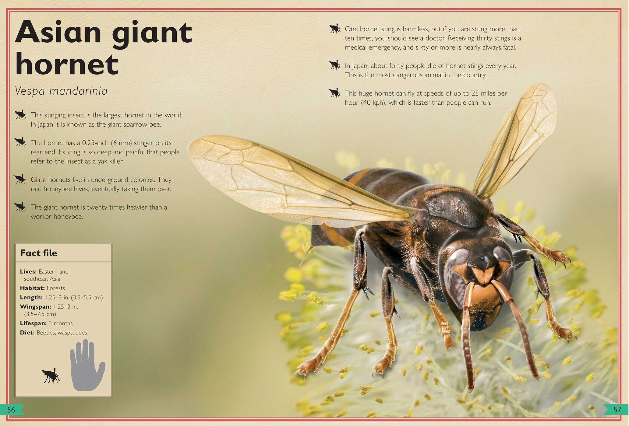 Magnificent Book of Dangerous Animals