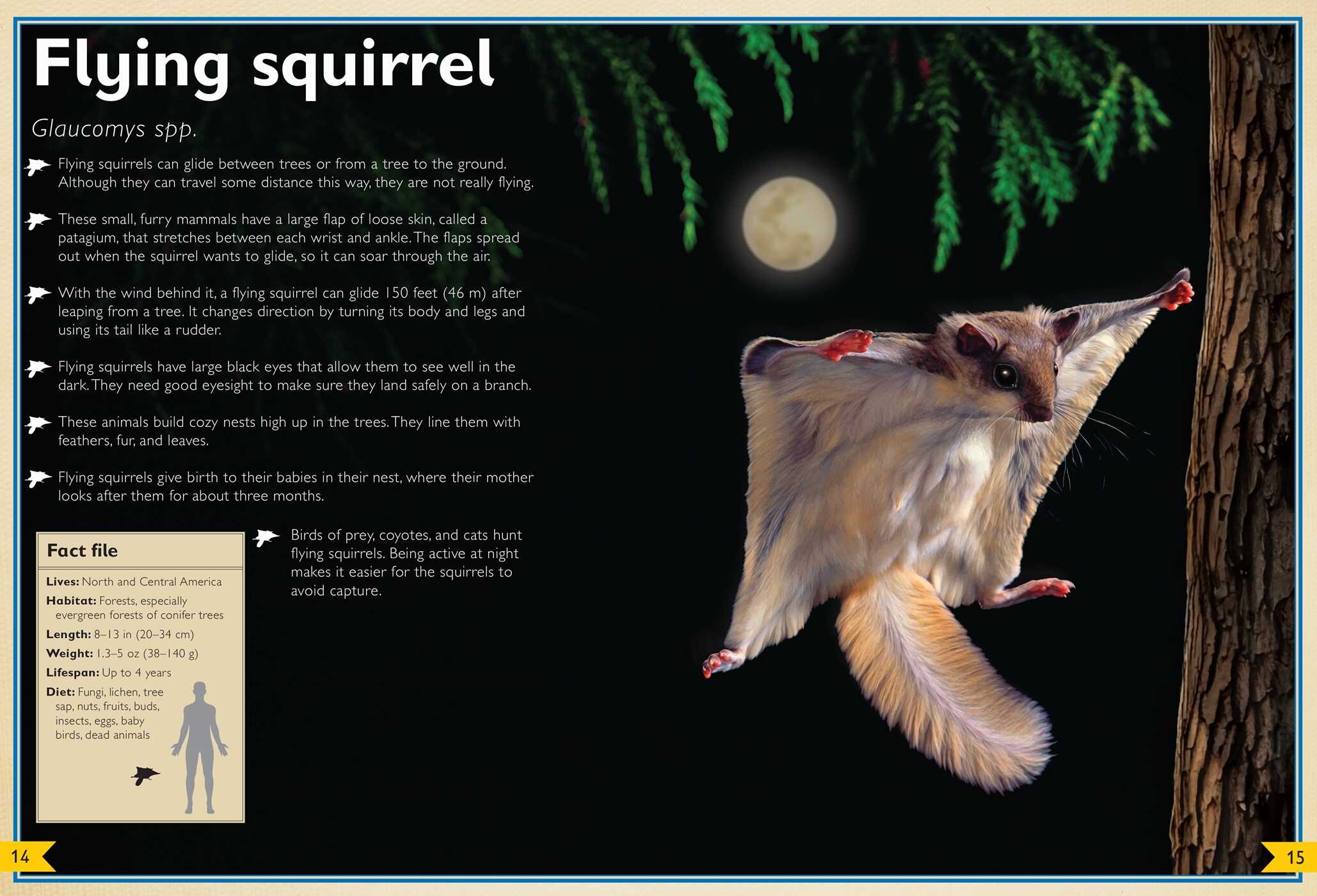 Magnificent Book of Night Creatures