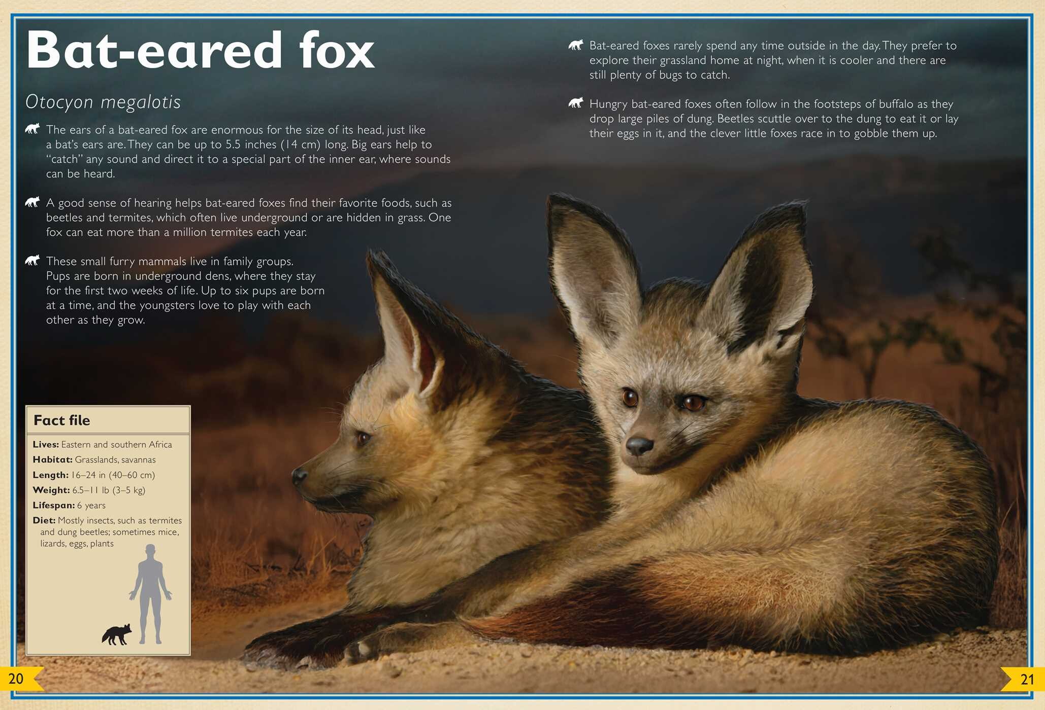 Magnificent Book of Night Creatures