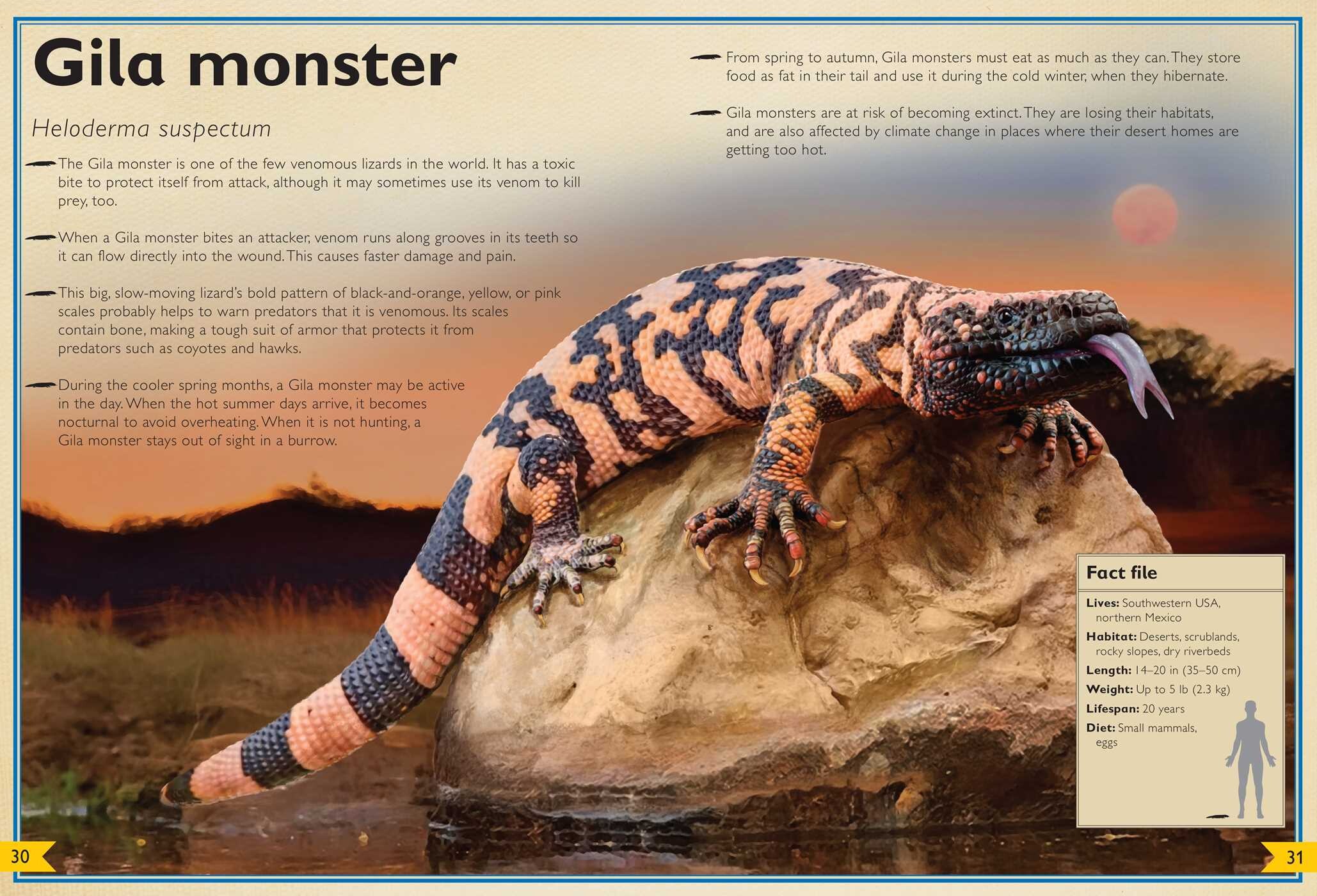 Magnificent Book of Night Creatures