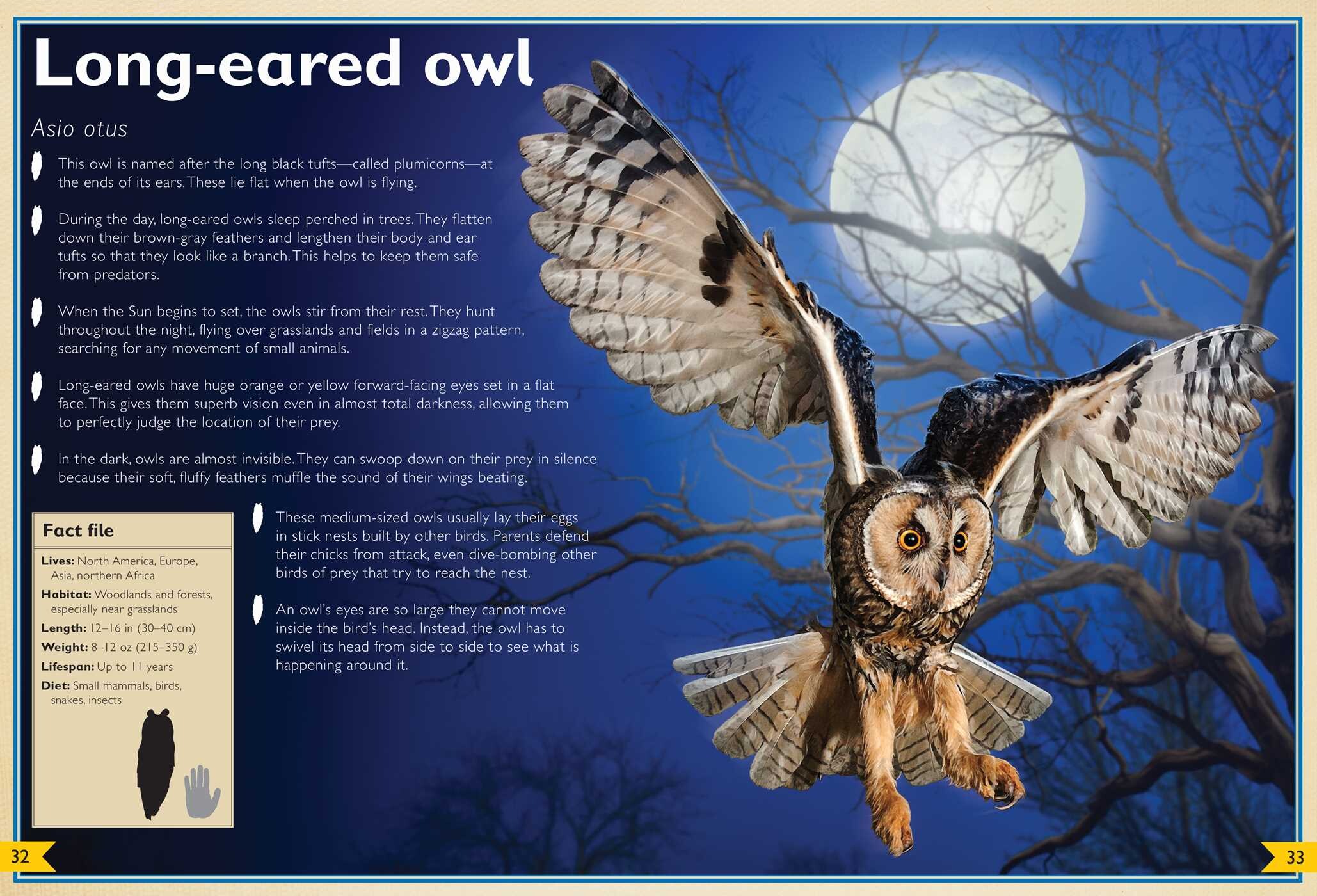 Magnificent Book of Night Creatures