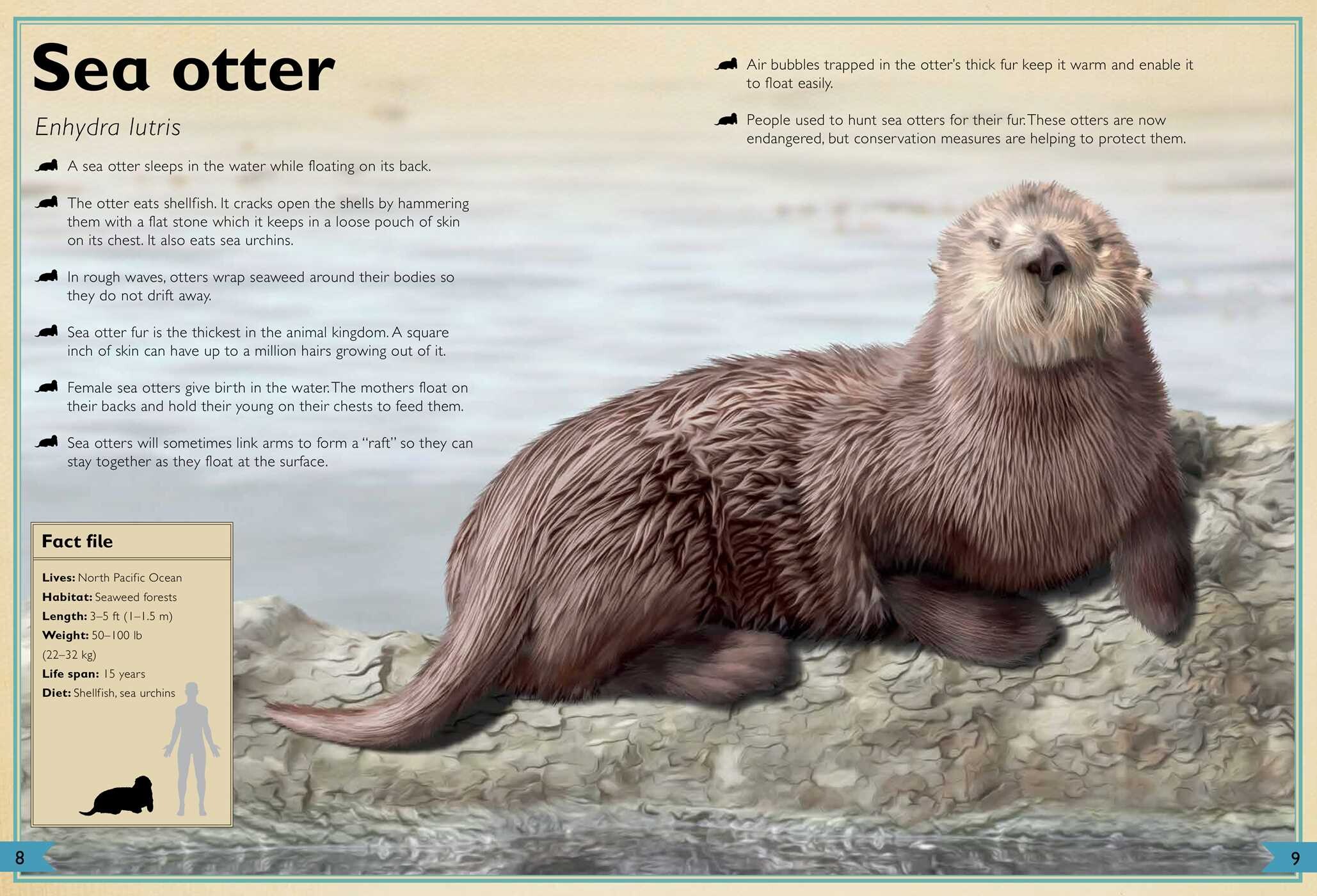 Magnificent Book of Ocean Creatures